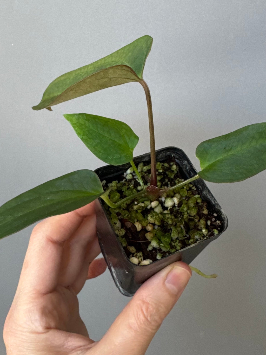 Anthurium (MagCrystal x NoID) x Papillilaminum
