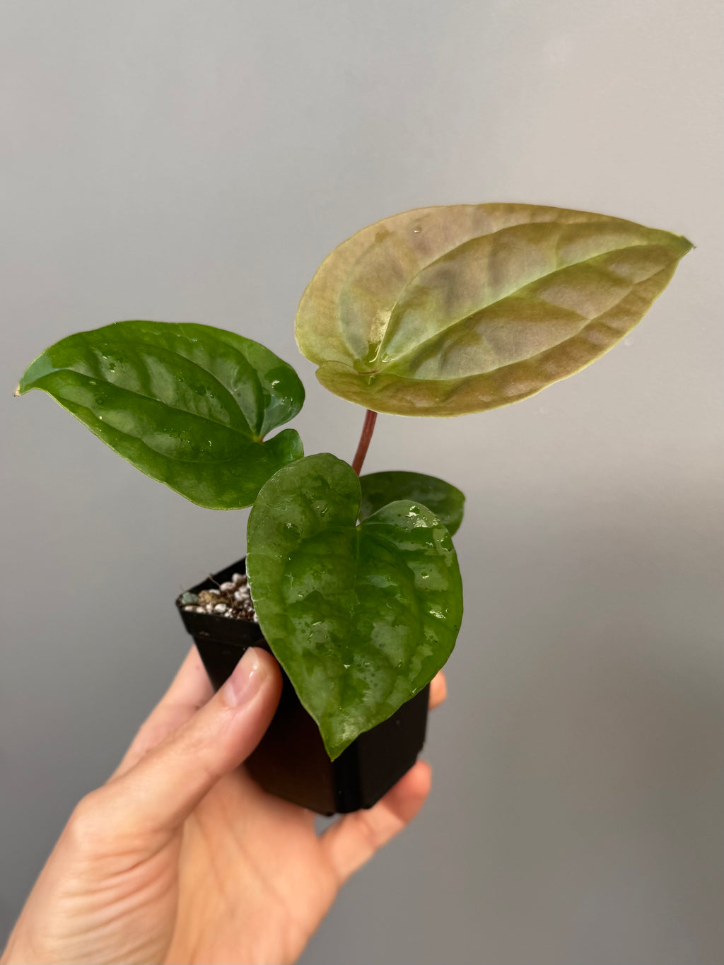Anthurium Besseae aff. x luxurians