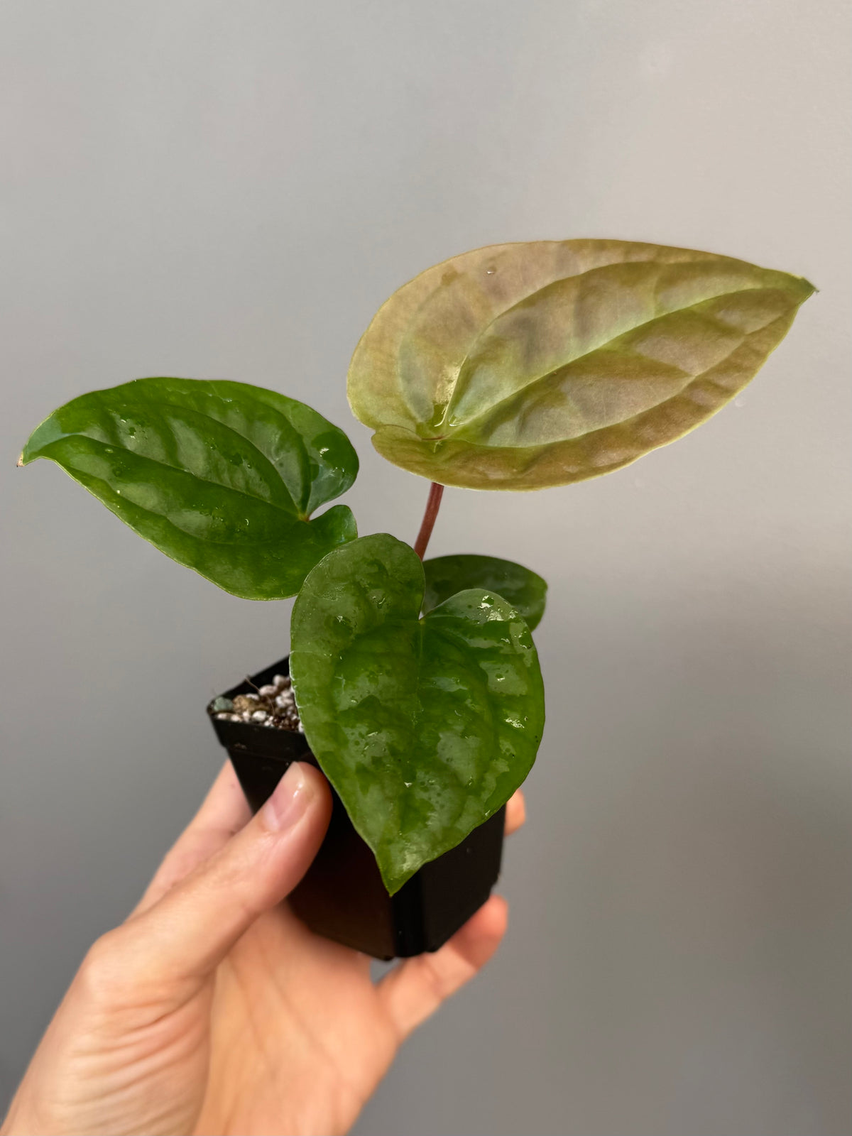 Anthurium Besseae aff. x luxurians
