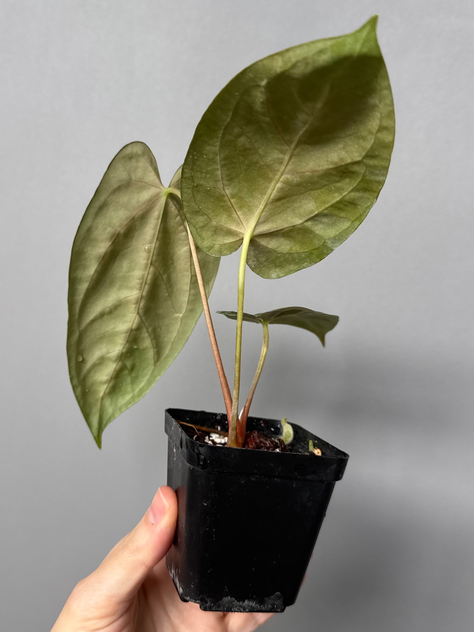 Papillilaminum K1xT5 #3
