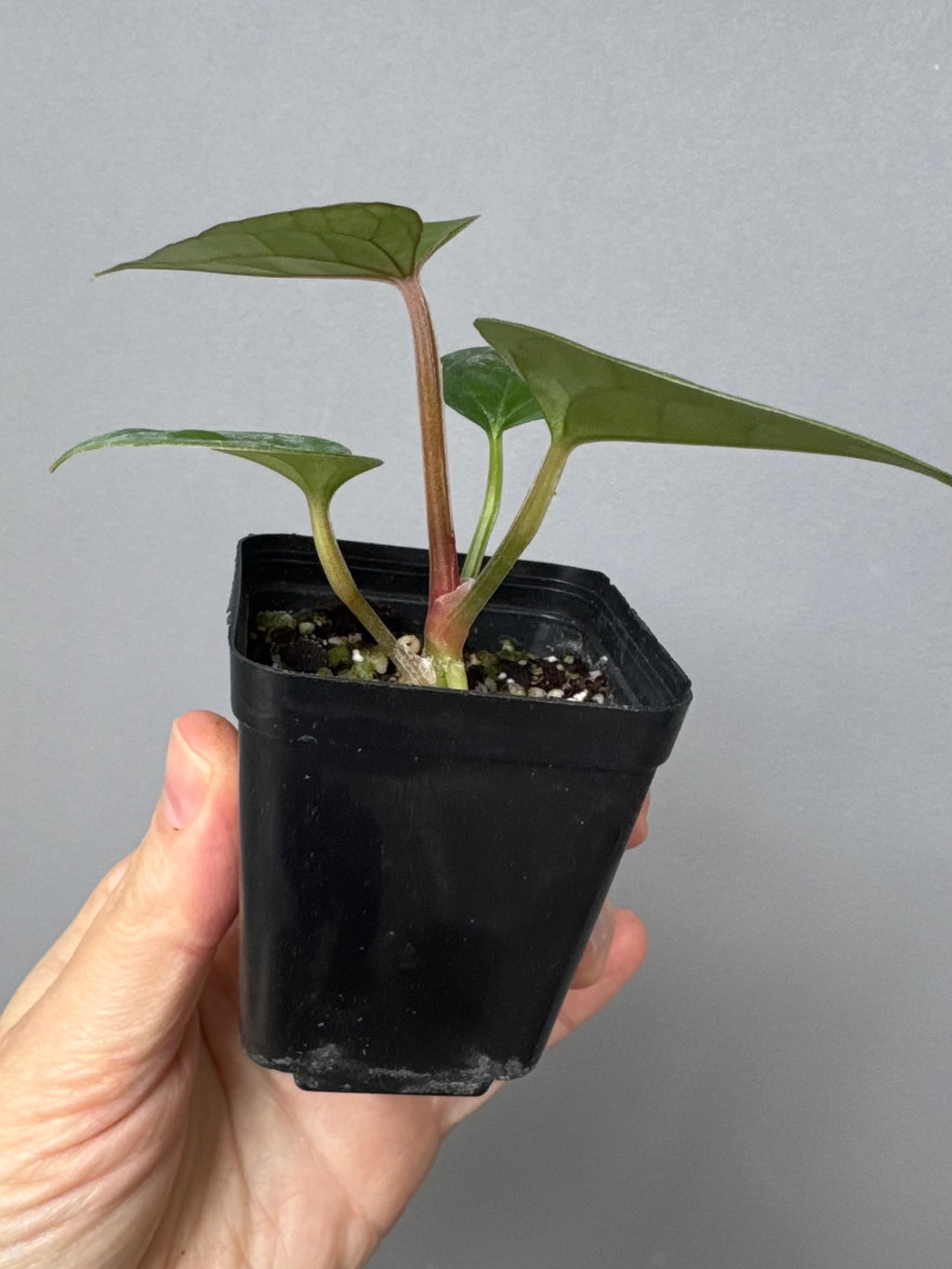 Anthurium (papillilaminum Hybrid x (KOS x Silver Blush)) X luxurians