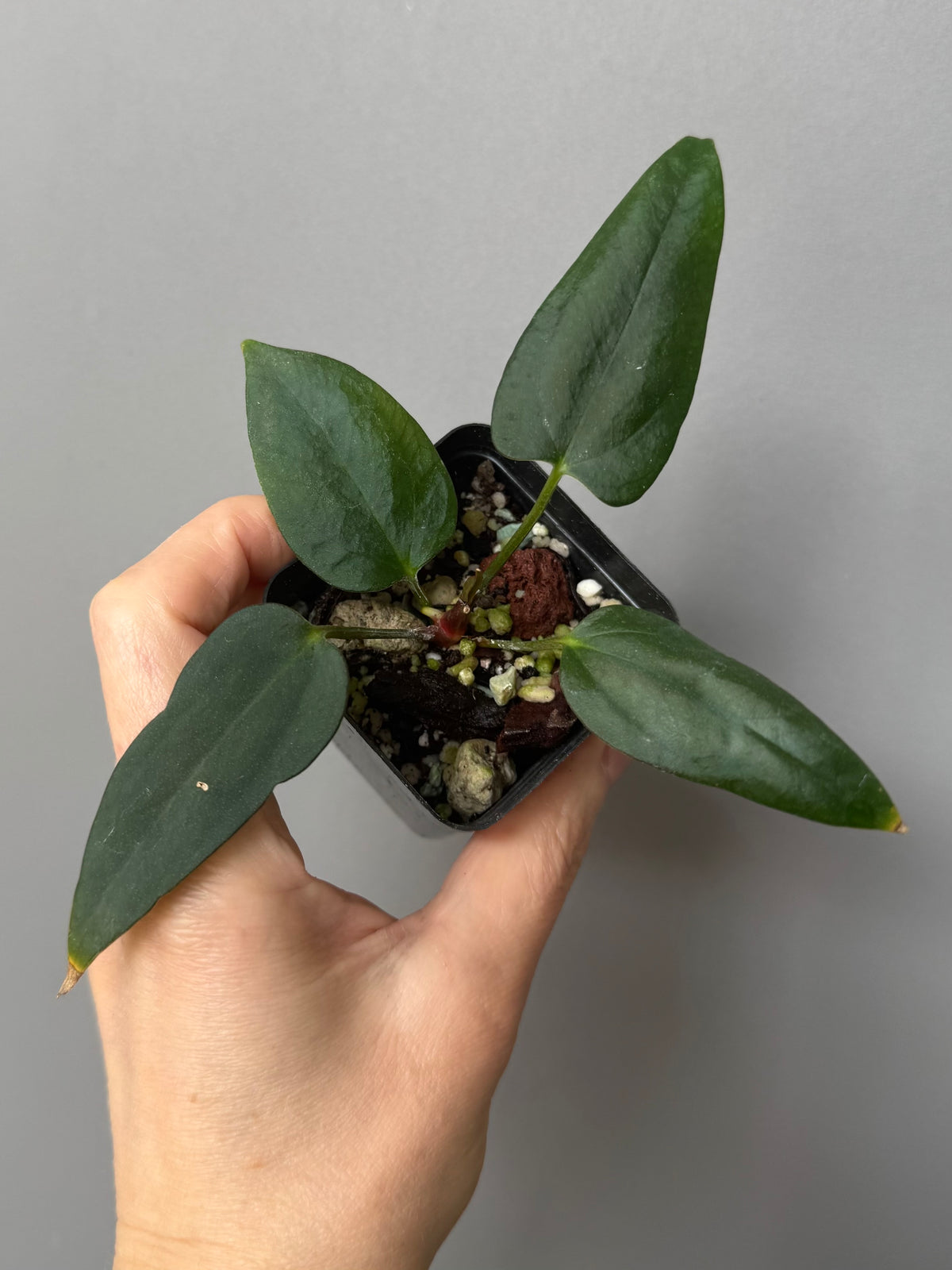 Anthurium portillae (NSE x Dorito) by max_aroids