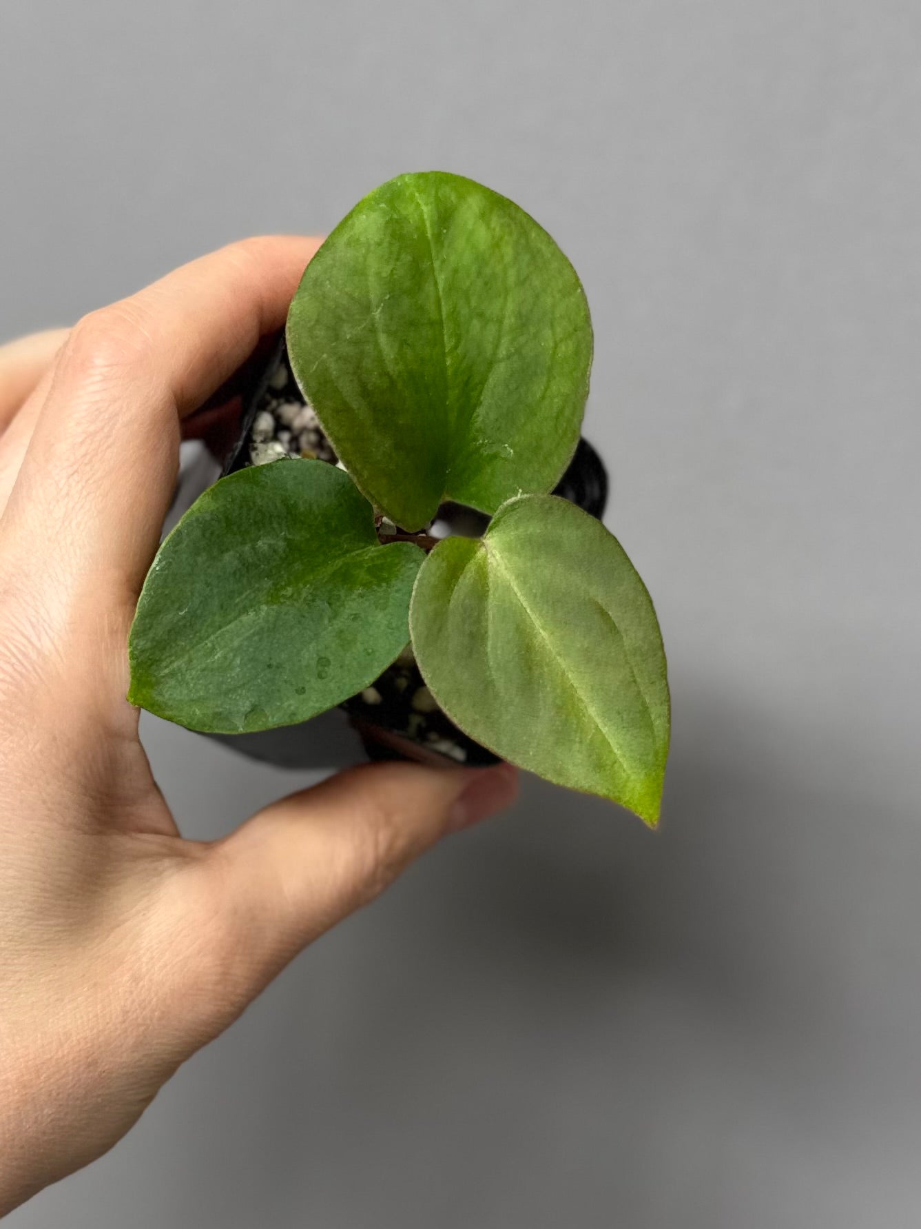Anthurium magnificum x BVEP OG1 (#4)