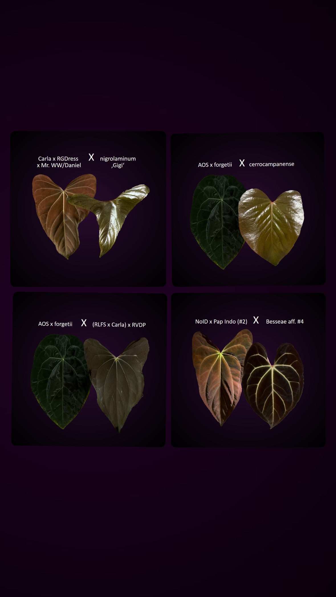 **NEW** Anthurium Seeds/Seedlings Bundle