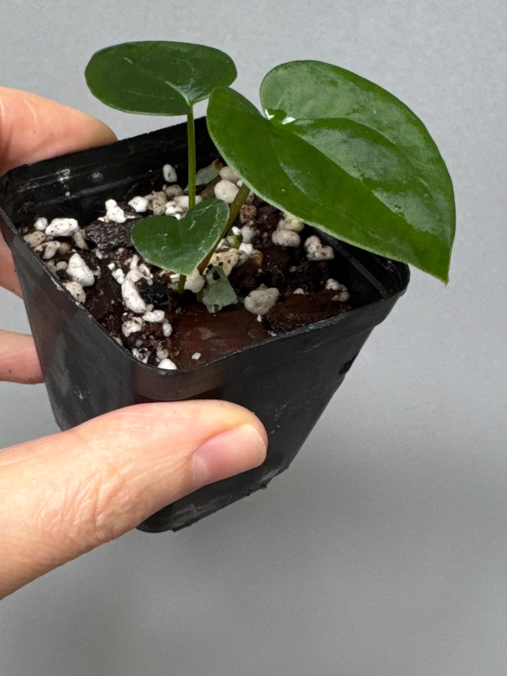Anthurium (AOS x forgetii) x RVDP