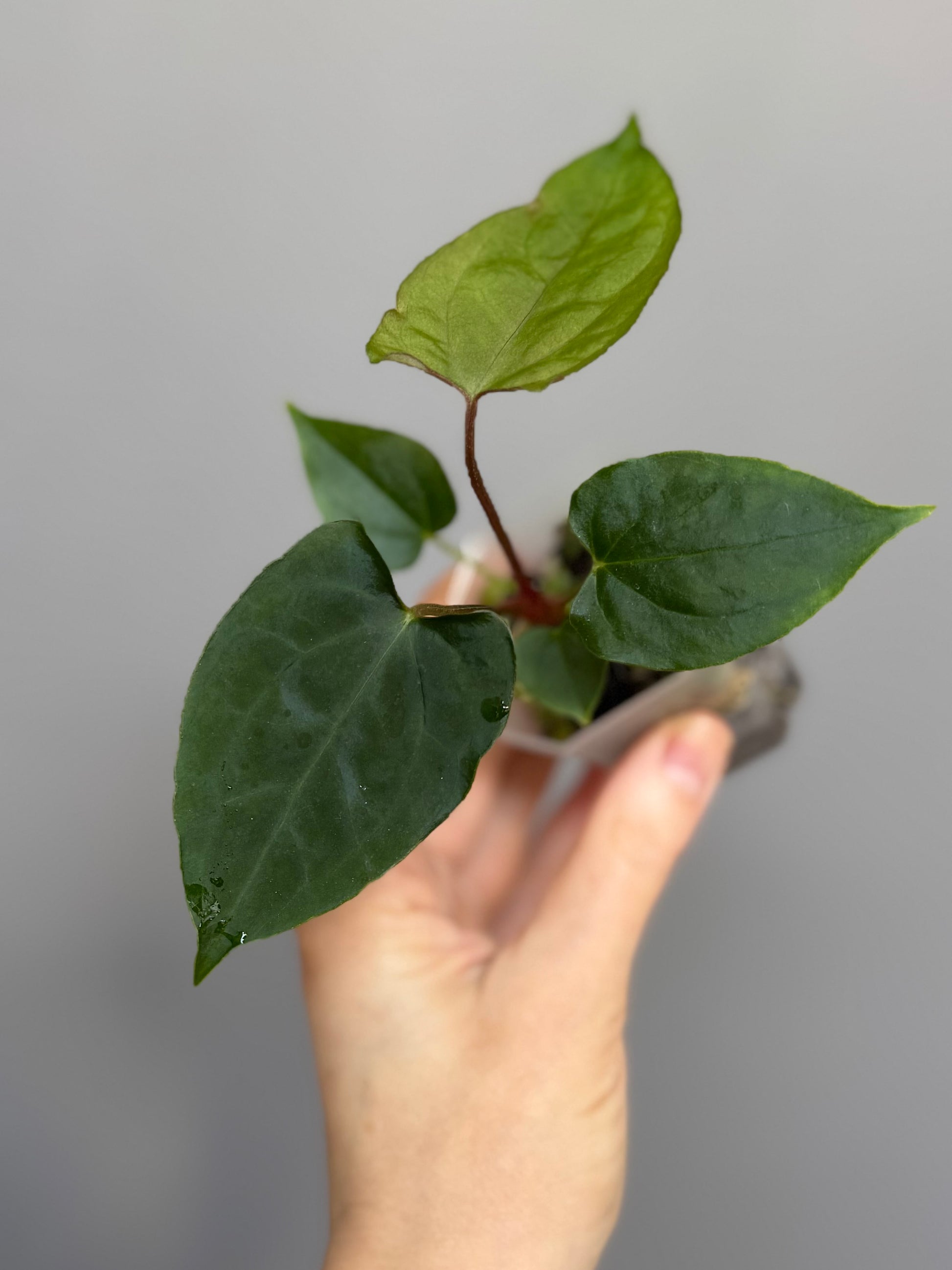 Anthurium papillilaminum Ralph Lynam xself (Dwane/nodeboi)