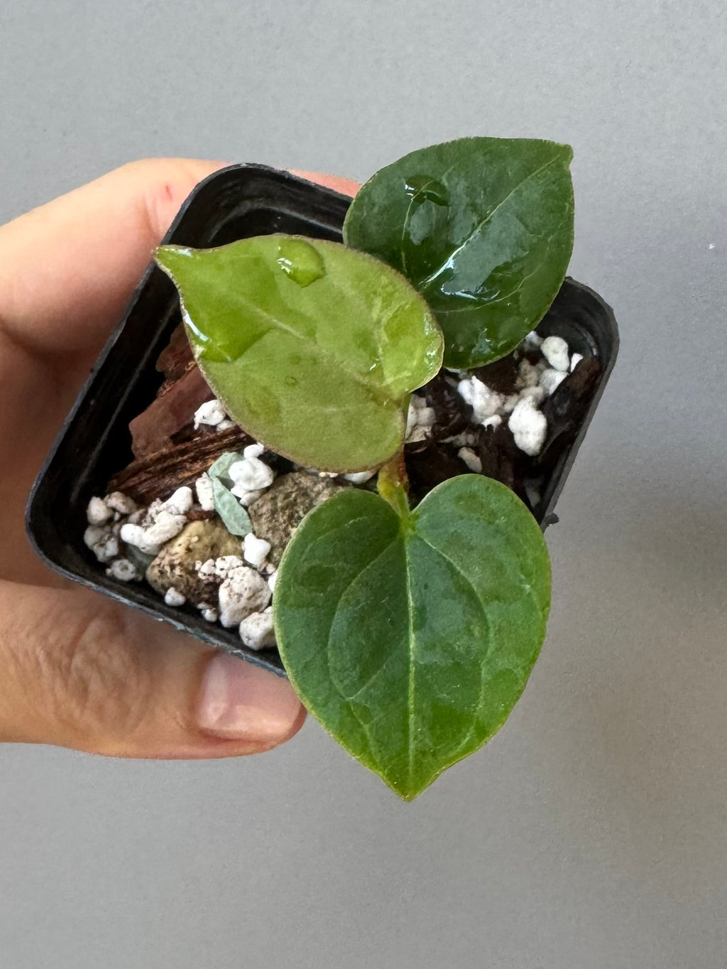 Anthurium King of Spades KOS/HU (#1)