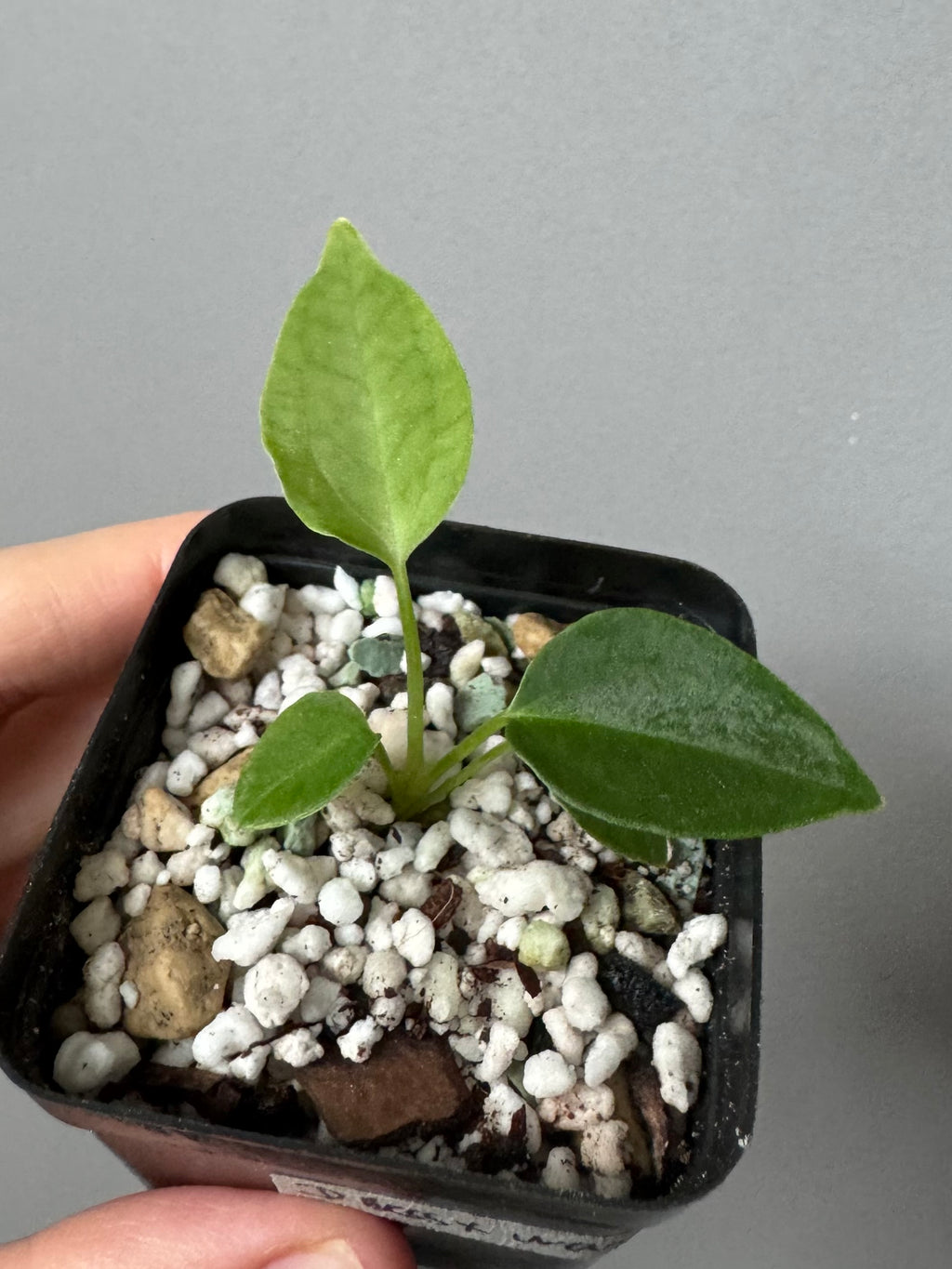 (Papillilaminum Daniel x Besseae aff.) x warocqueanum (seedling 2)