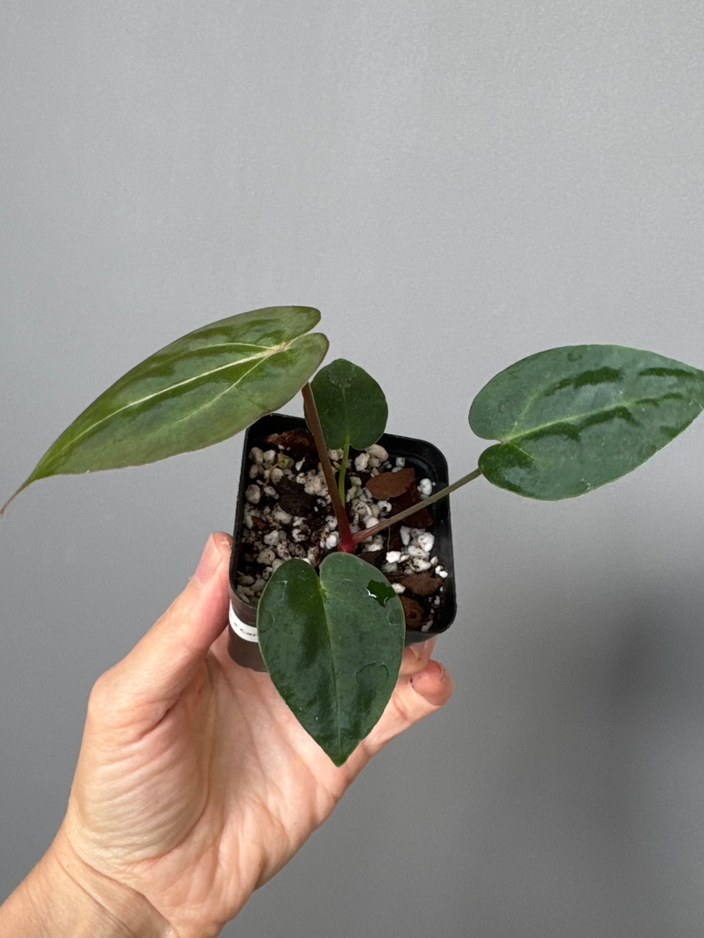 Anthurium (AOS x forgetii) x (NSE Red Crystallinum x Carlablackiae)