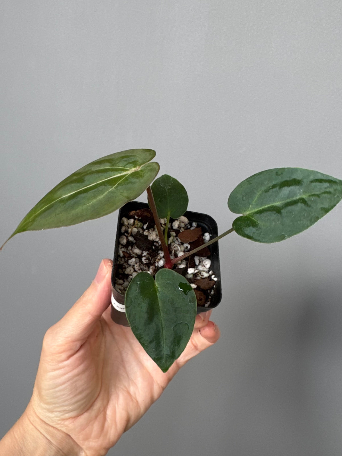 Anthurium (AOS x forgetii) x (NSE Red Crystallinum x Carlablackiae)