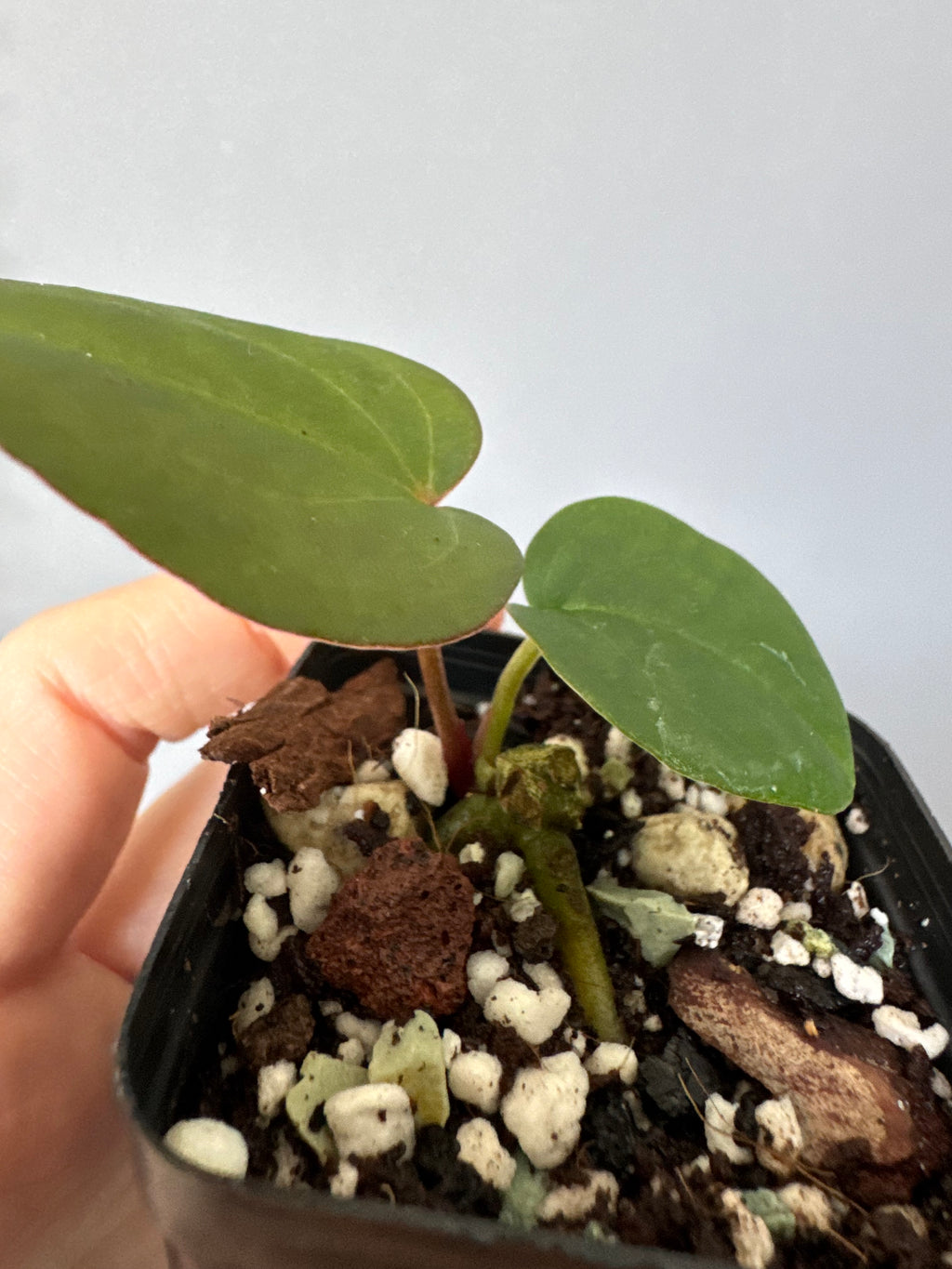 Anthurium ZxM X RVDP cutting