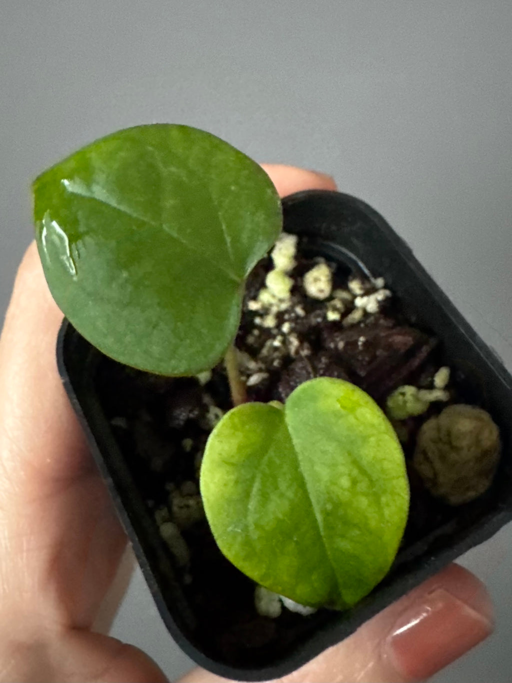 (Midnight Velvet x Red Studd) x NSE CarlaX #2