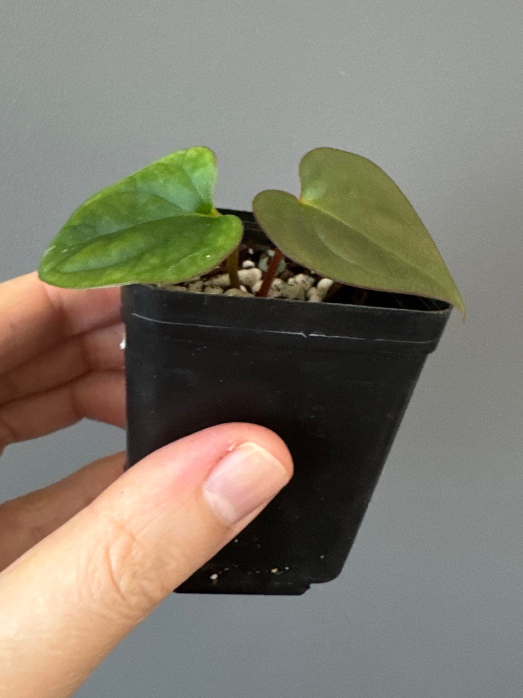 Anthurium cerrocampanense x RG dressleri