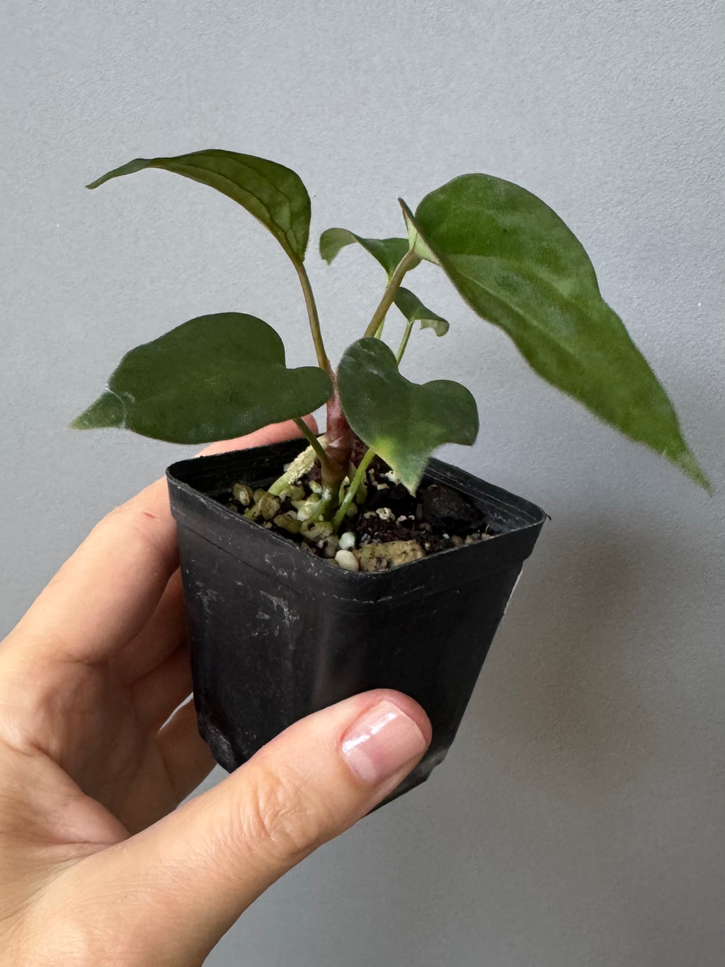 Anthurium (MagCrystal x NoID) x Papillilaminum