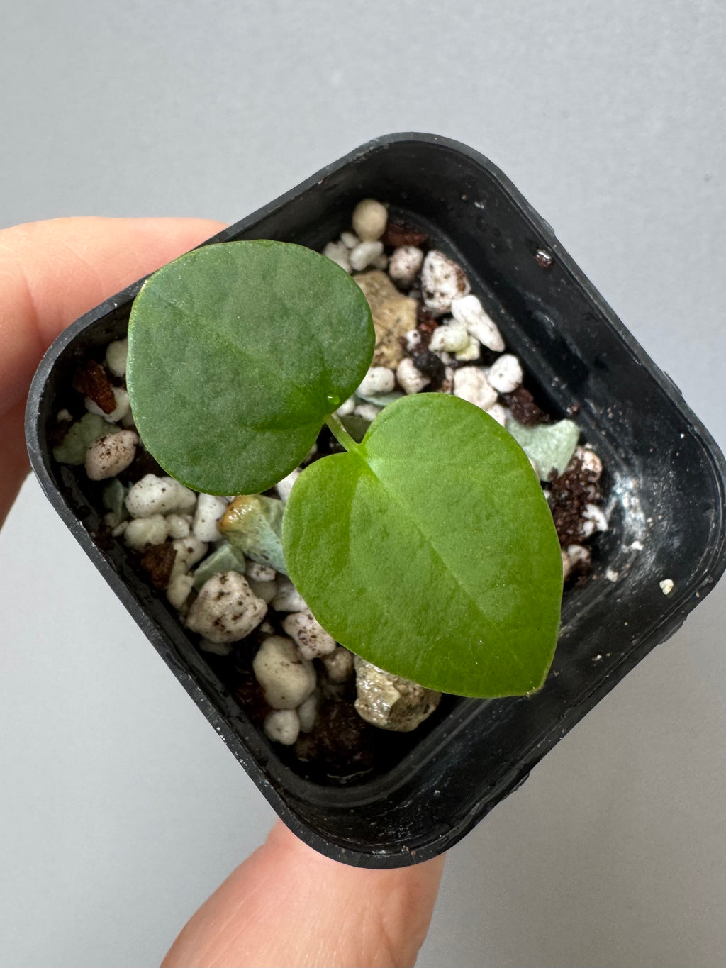 Anthurium ((RLxFS x Carla) x RVDP) xself