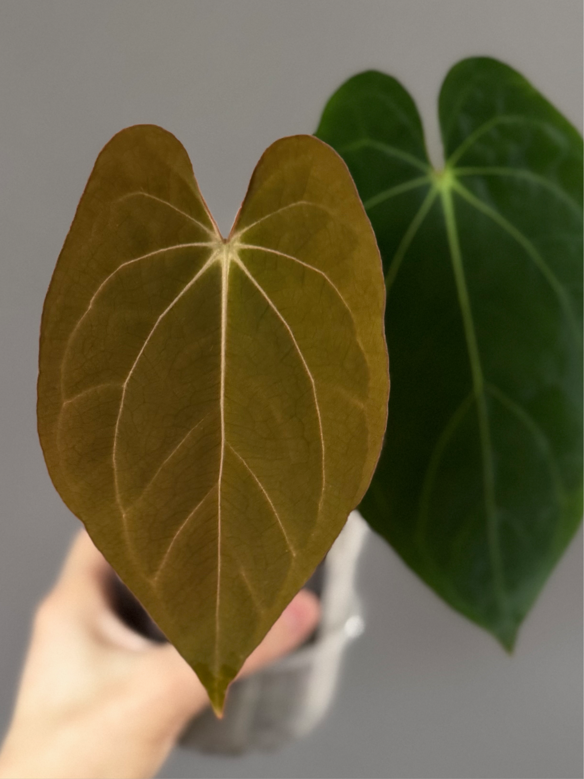 Anthurium RG dressleri x Carlablackiae District