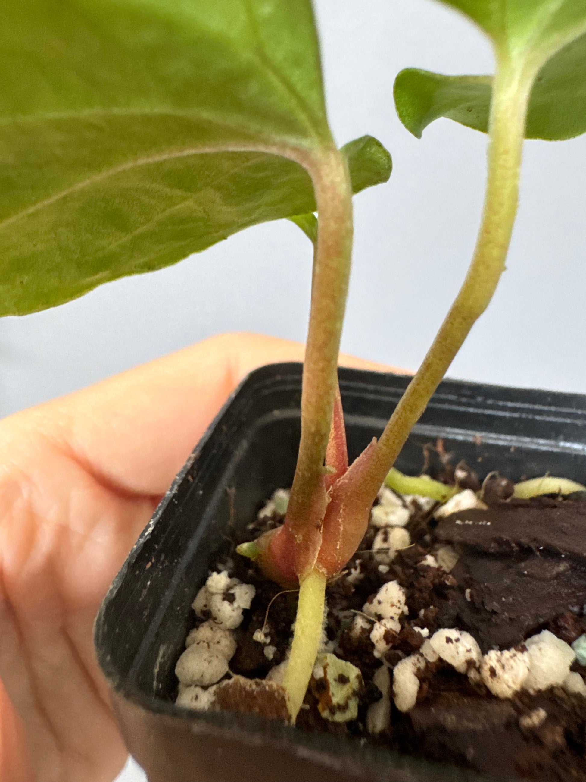 Anthurium papillilaminum Ralph Lynam xself (Dwane/nodeboi) clone/cutting
