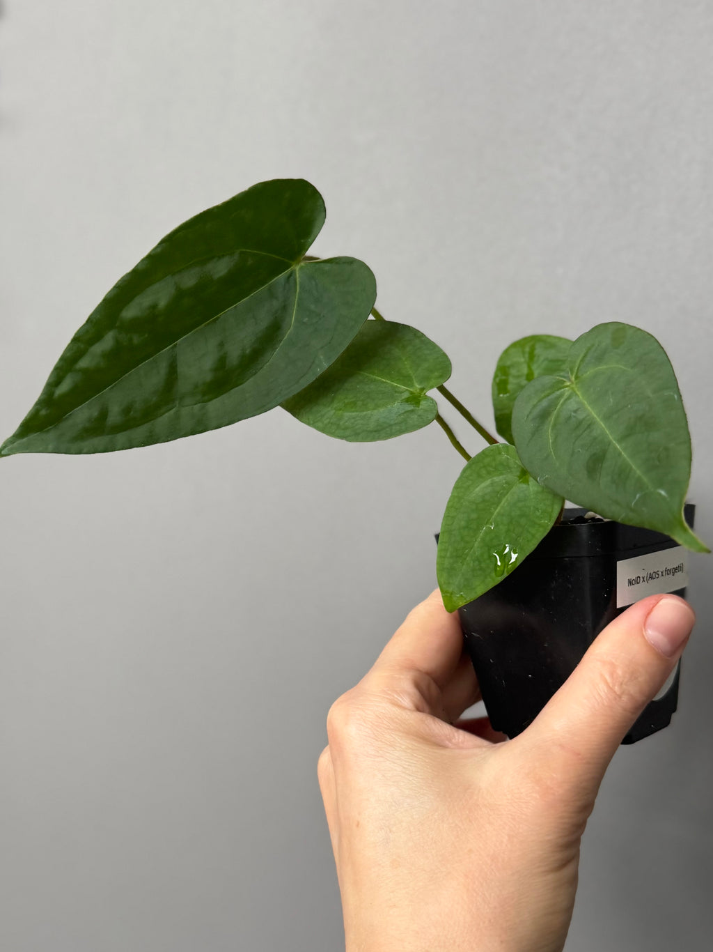 Anthurium NoID x (AOS x forgetii)