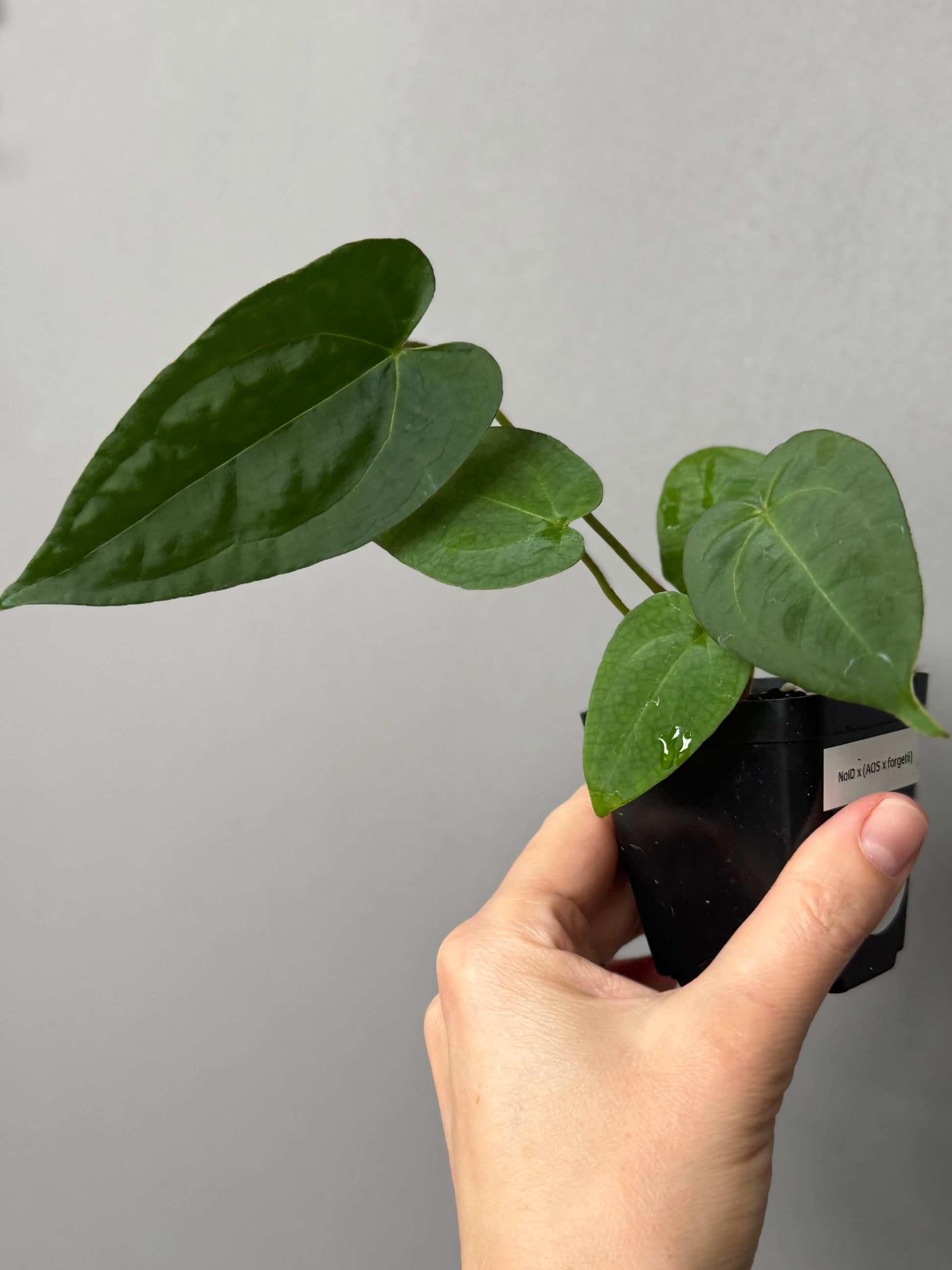 Anthurium NoID x (AOS x forgetii)