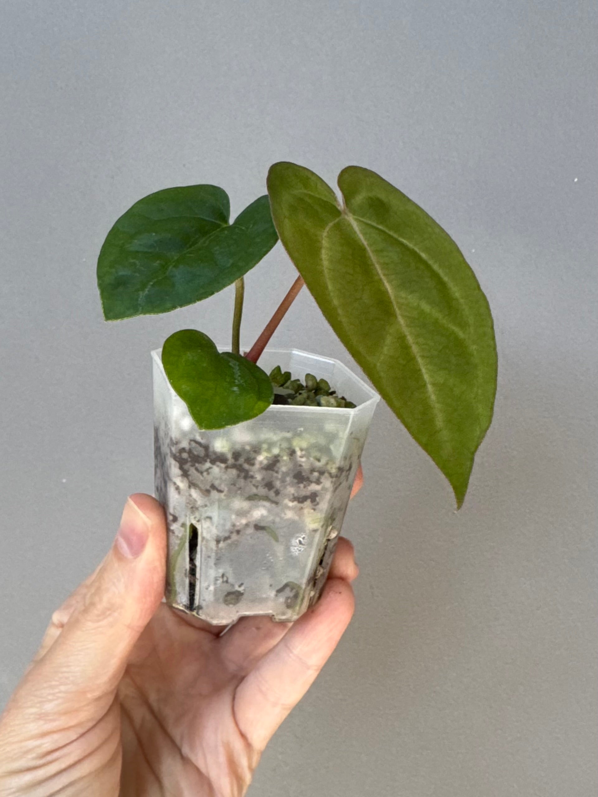 Anthurium AOS df Tezula x Carlablackiae