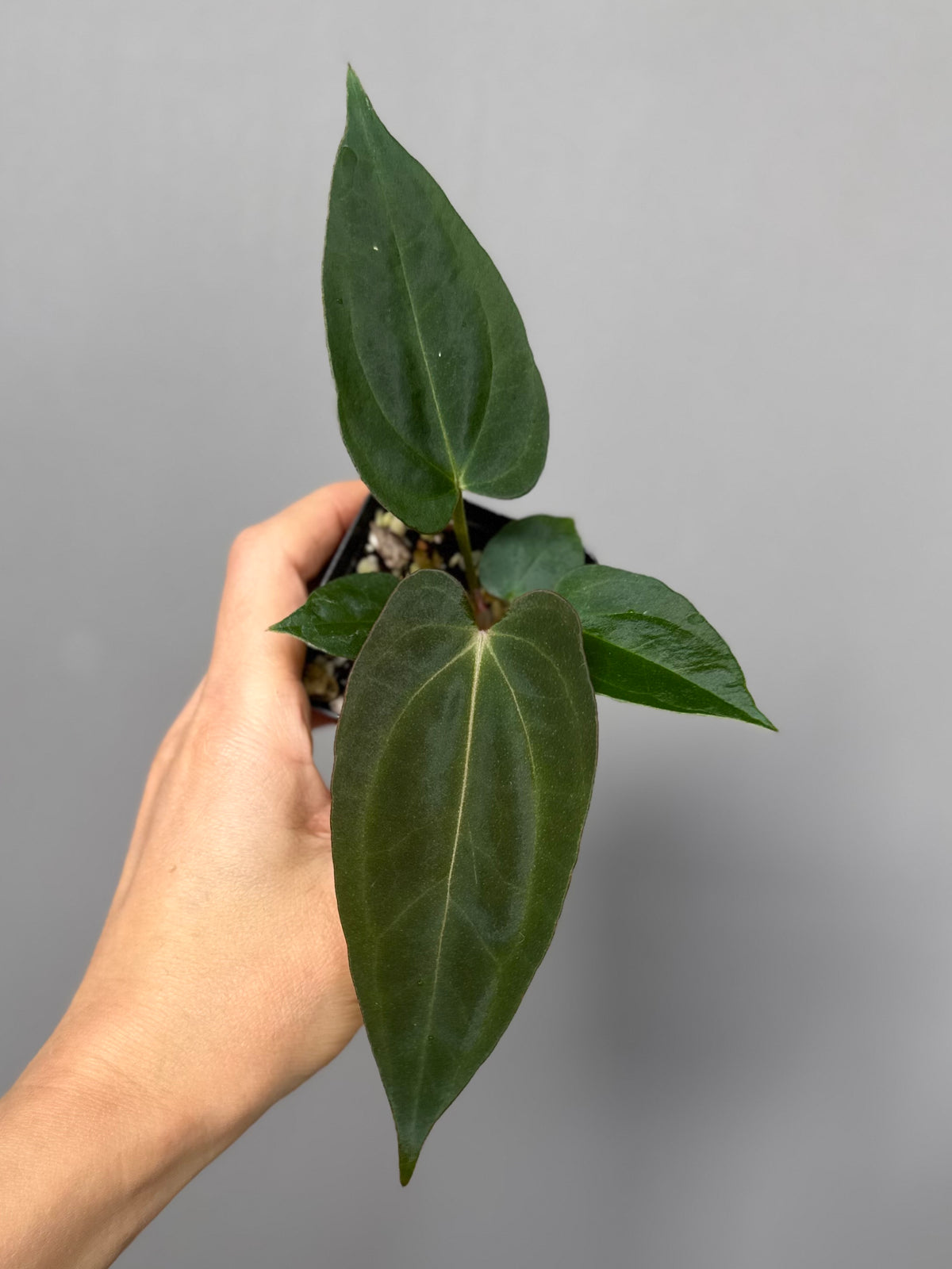 Anthurium (NoID x Papi Indo) x (DH x RVC)