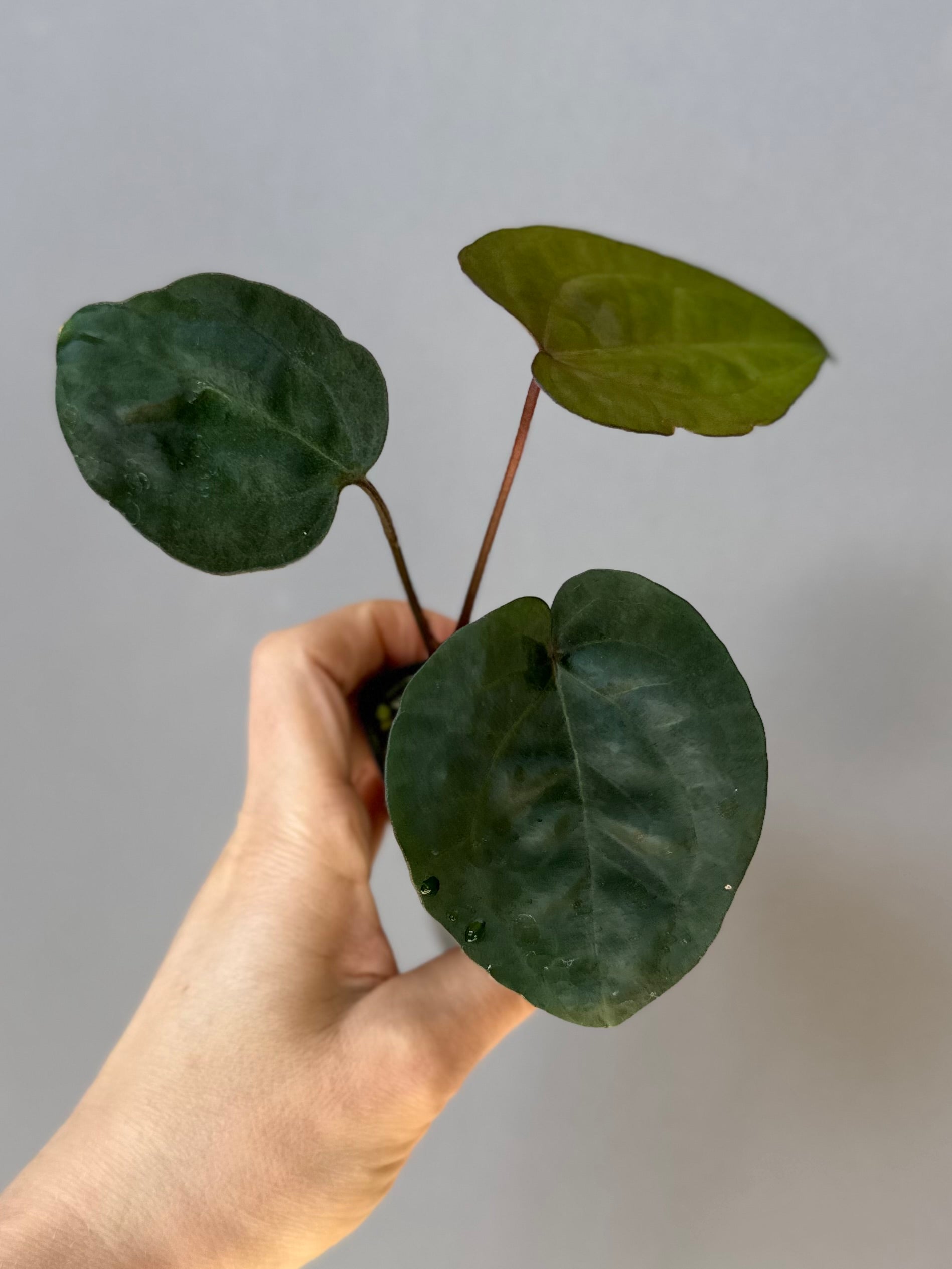 Anthurium Ace of Spades (AOS) dark form (Tezula) Clone (von abelia.plants)