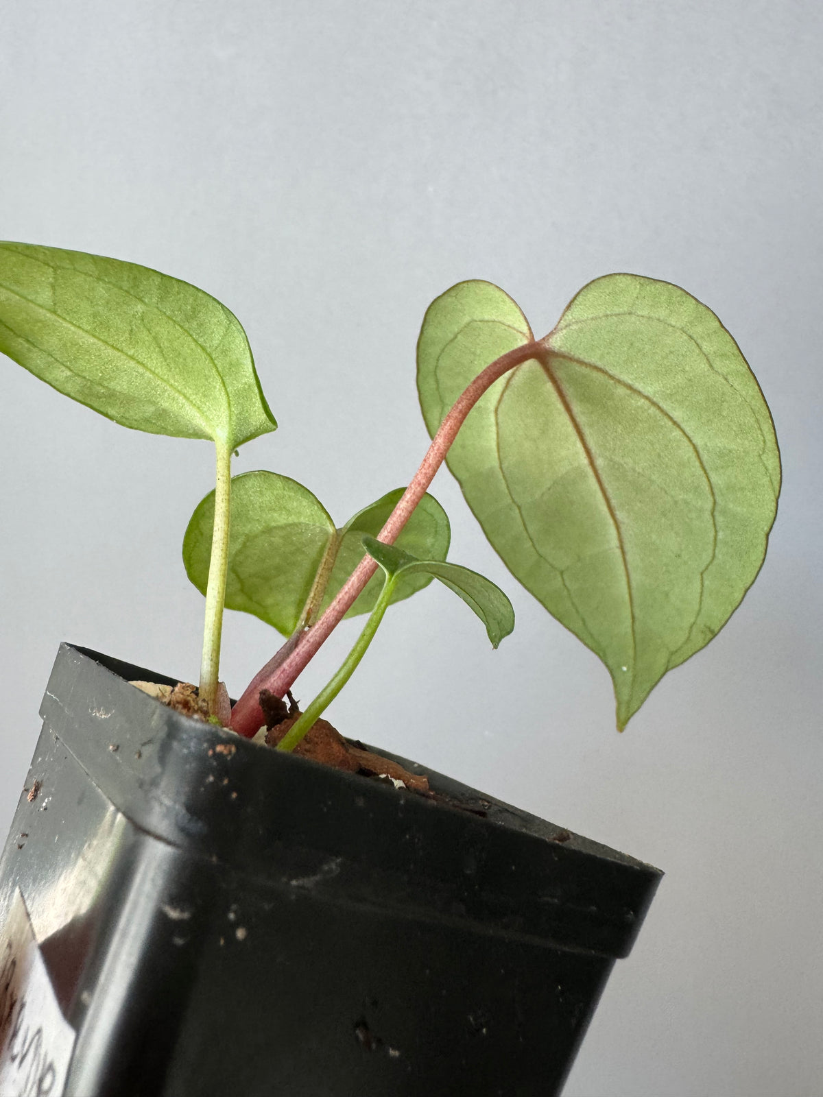 Anthurium (Zara x (MxZ)) x  RVDP
