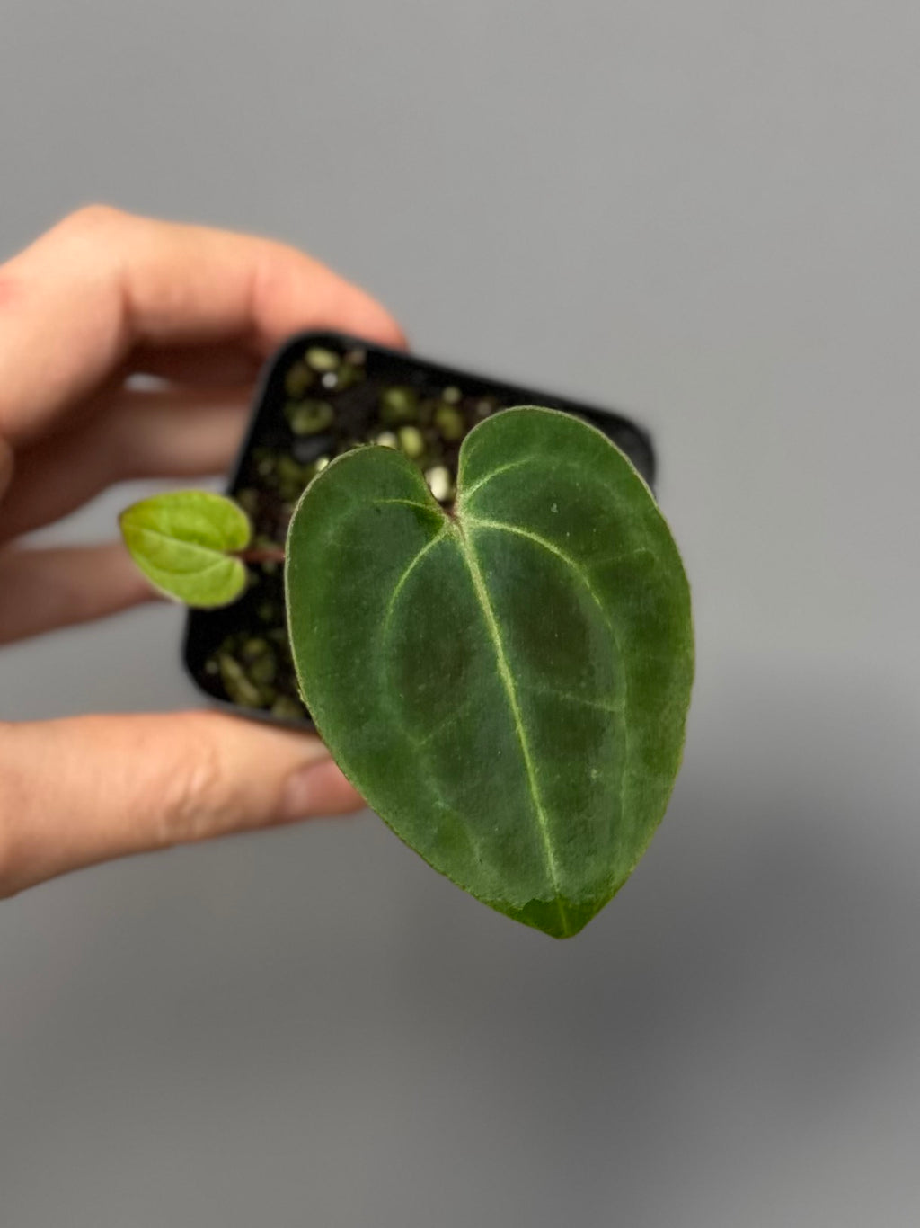 Anthurium Besseae aff.