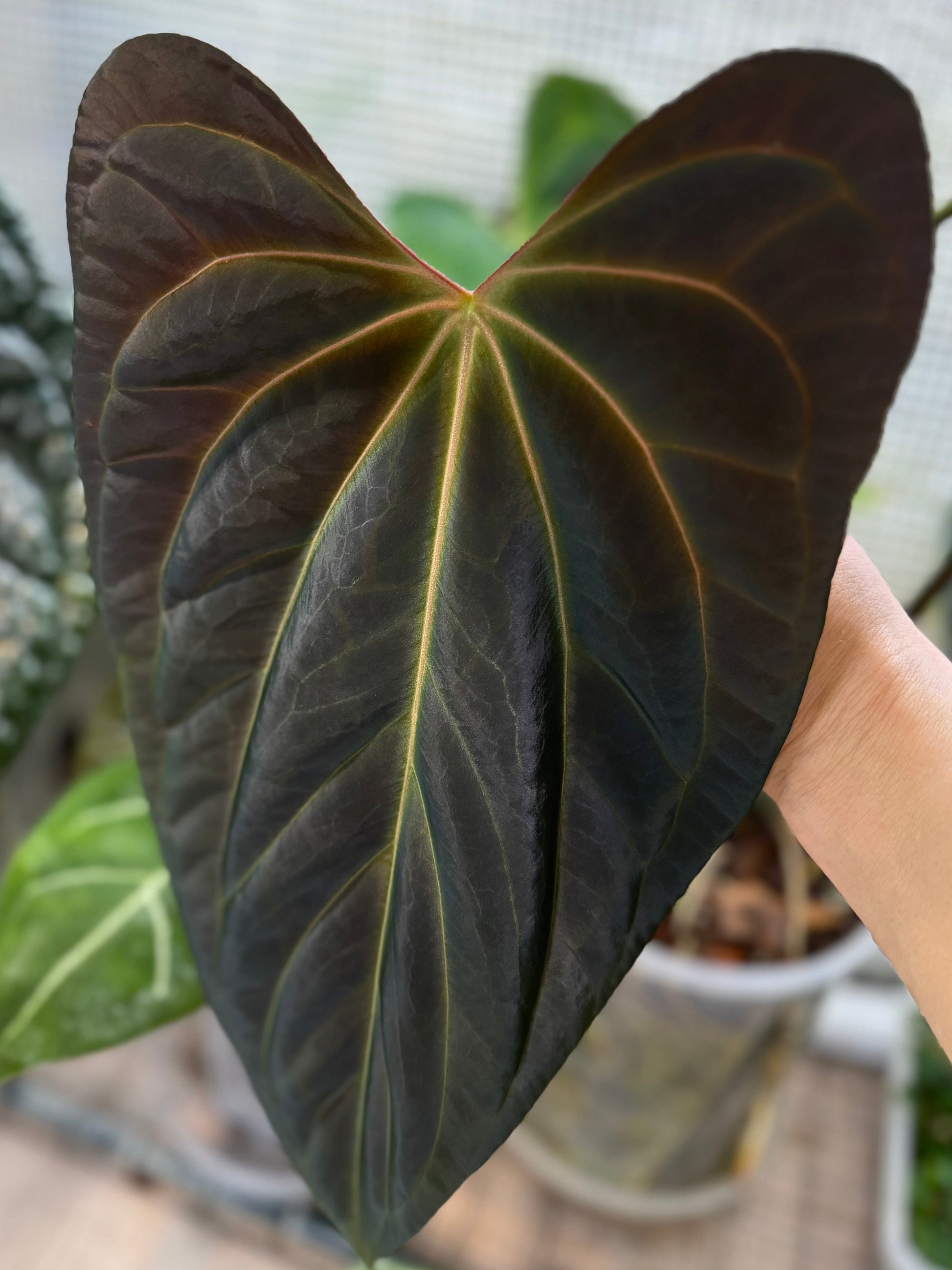 *Birthday SPECIAL* 2x Anthurium (Daniel x Besseae aff.) x (FSxRL)