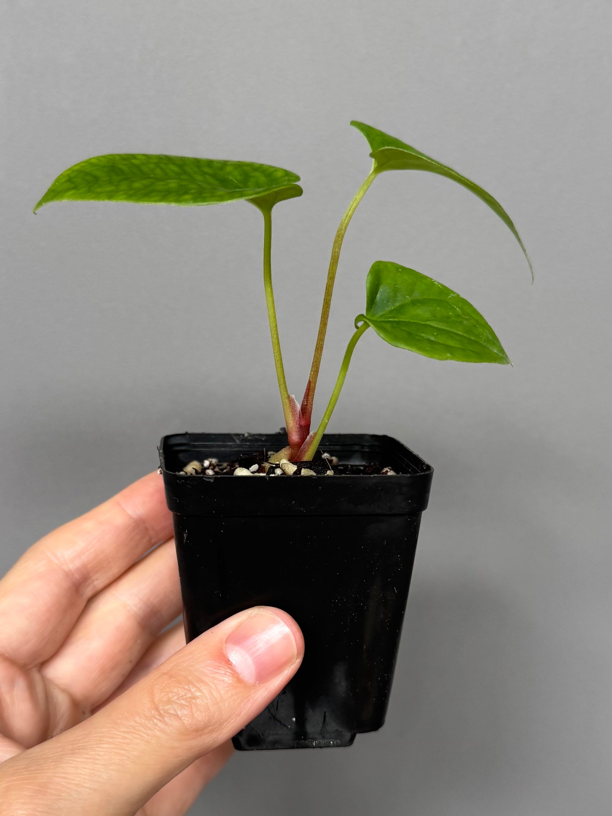 Anthurium papillilaminum Fort Sherman x RVDP (FSxRVDP)