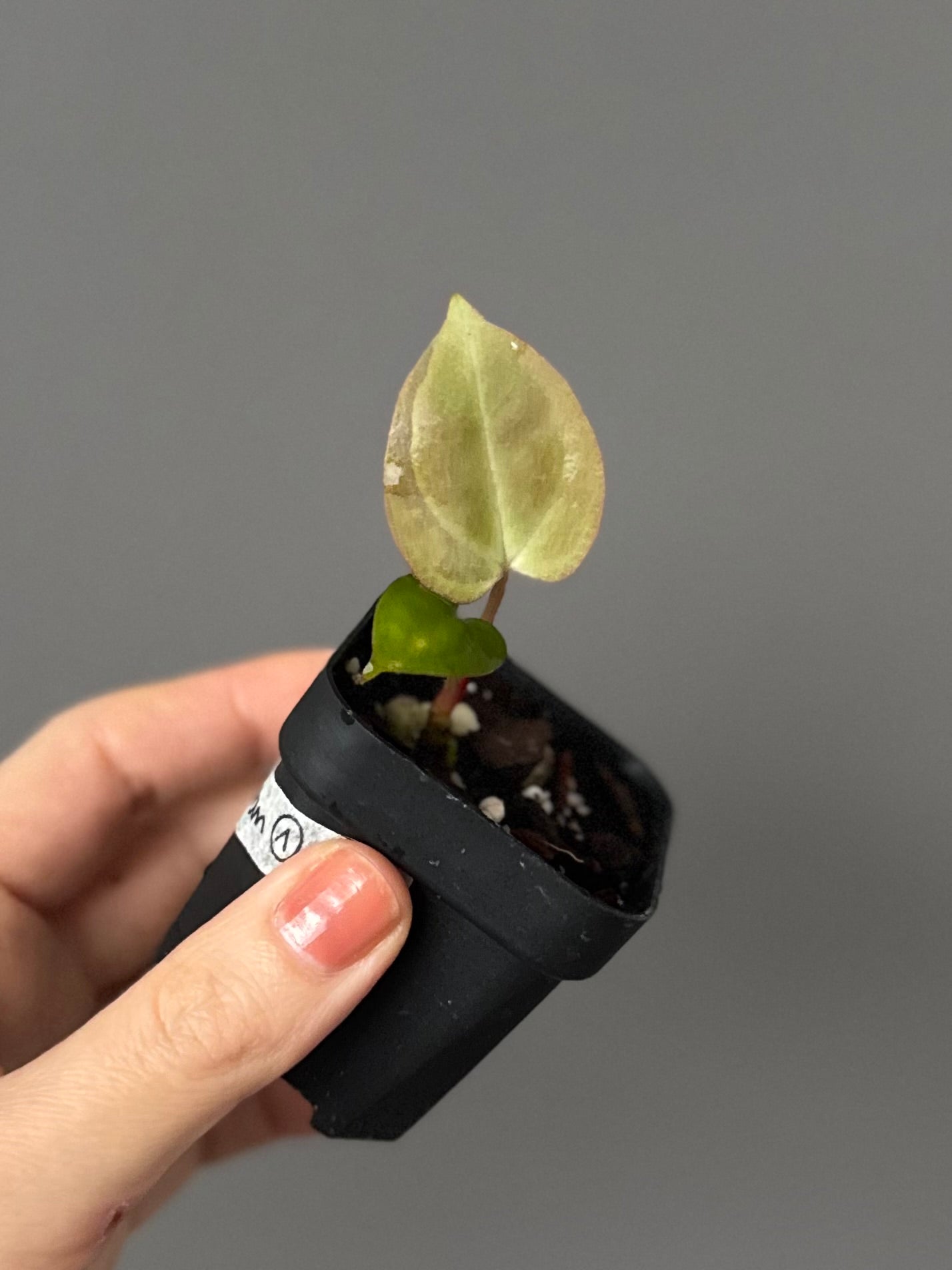 Anthurium papillilaminum x Darkest Panama #1