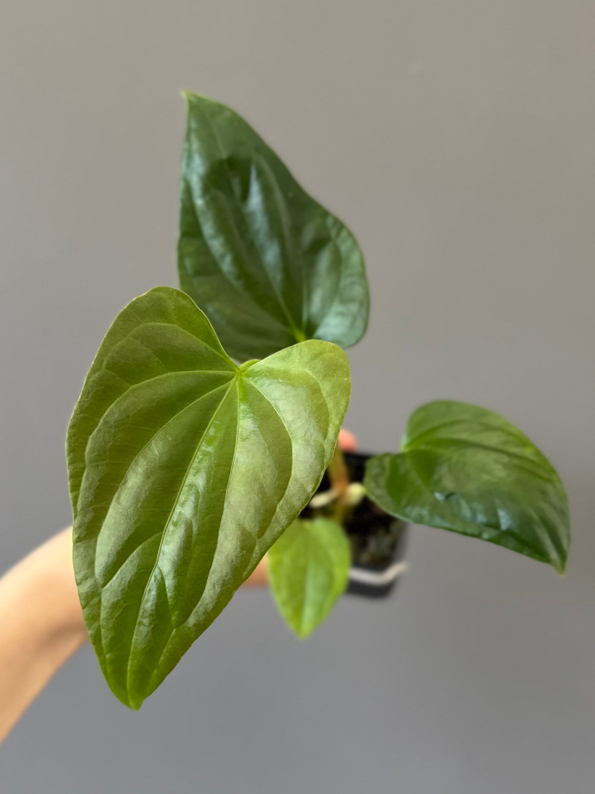 Anthurium Mr. Worldwide x debilis (by variegated_stringray)