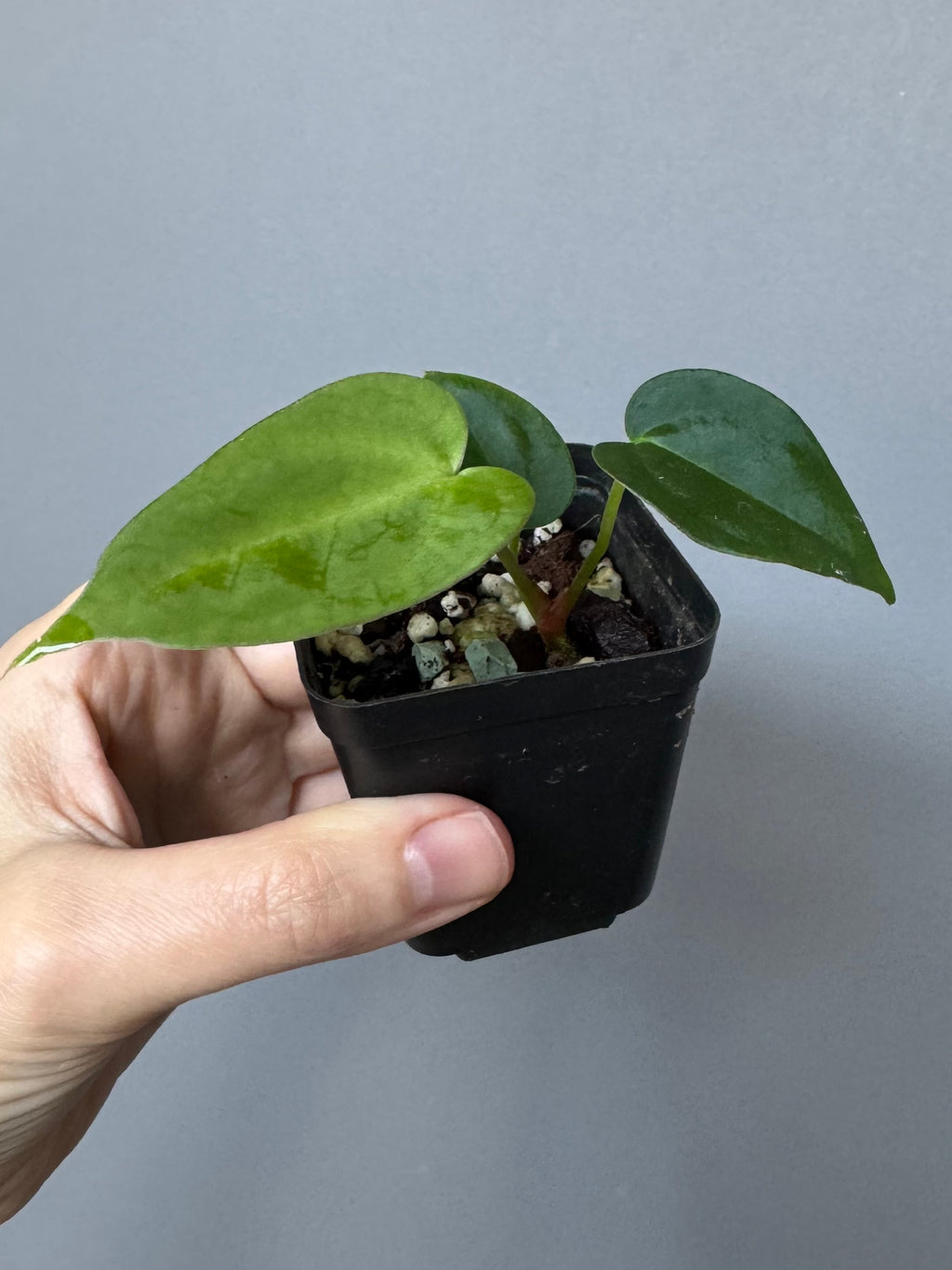 Anthurium (NoID x papi Indo) x (DHxRVC)