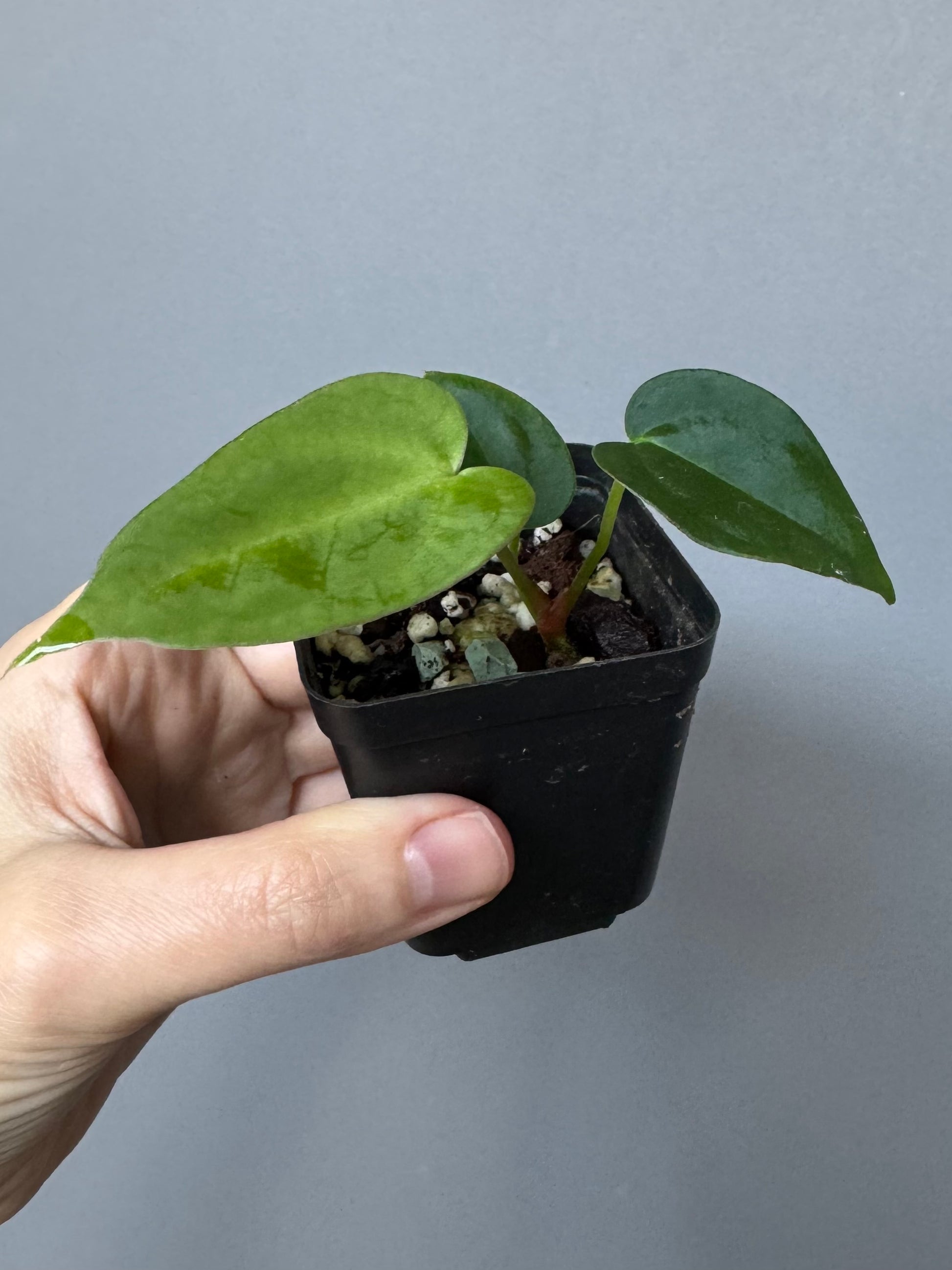 Anthurium (NoID x papi Indo) x (DHxRVC)