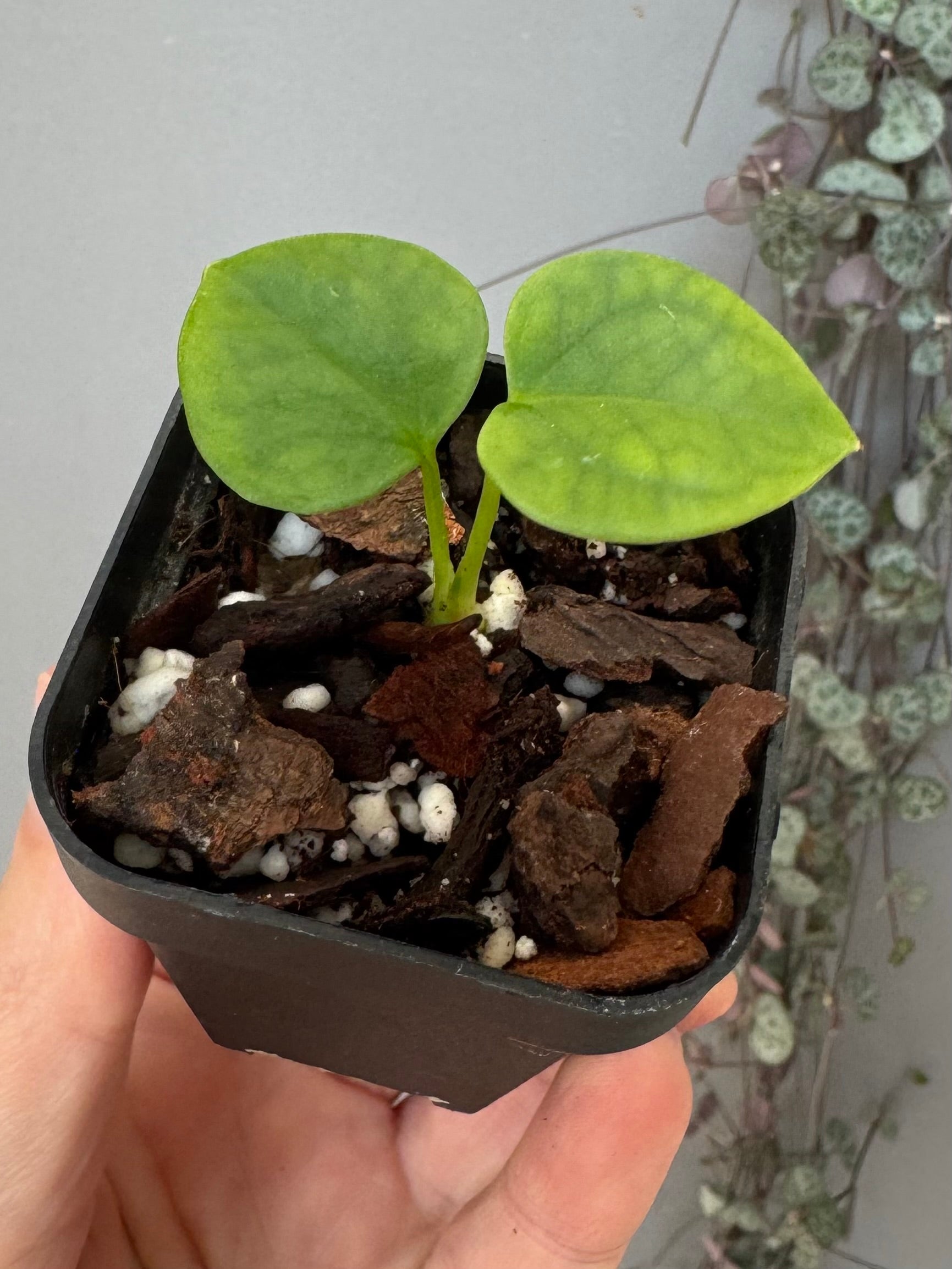 Anthurium papillilaminum x forgetii