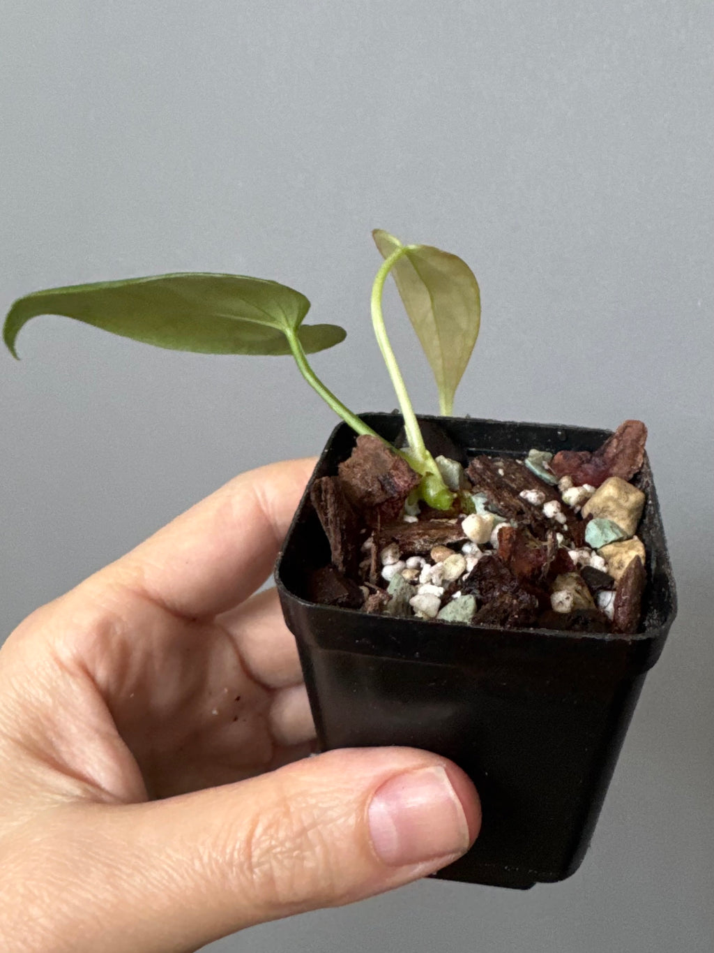 Anthurium CrystallinumX x Indo Portillae