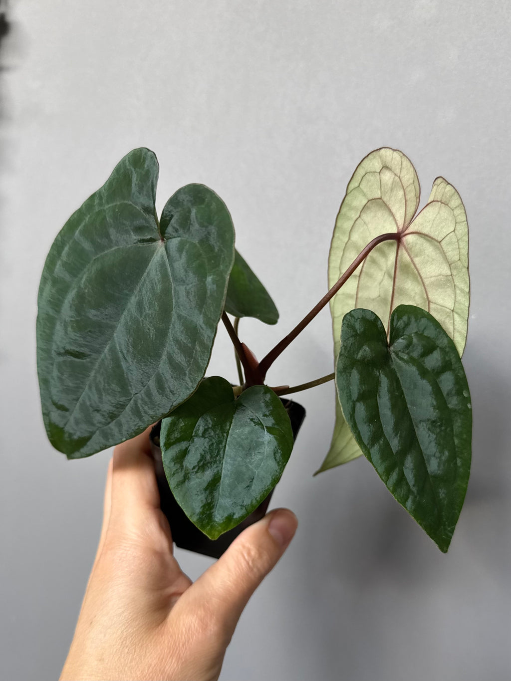 Anthurium (AOS x forgetii) x RVDP