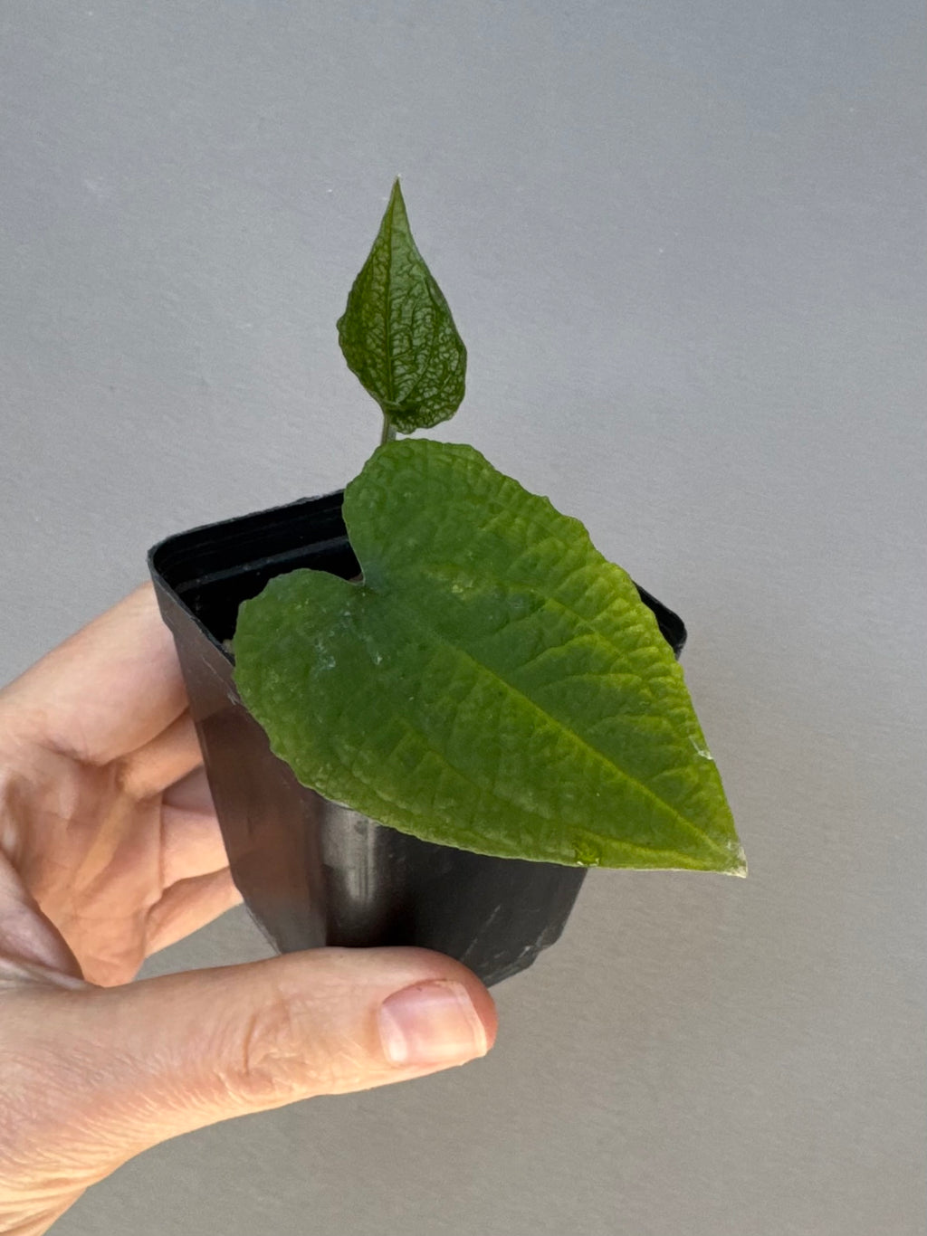Anthurium clidemioides