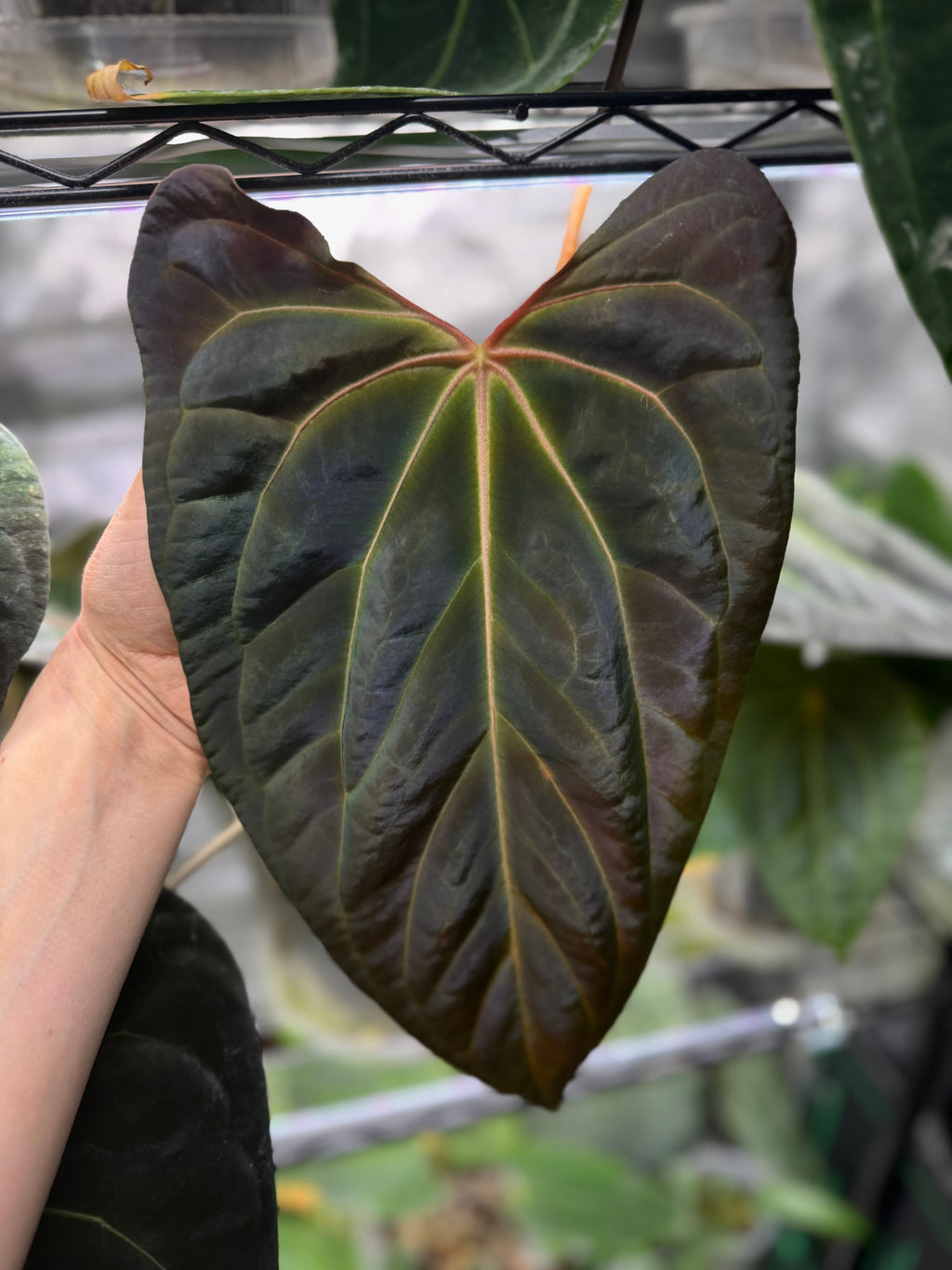 (Papillilaminum Daniel x Besseae aff.) X RVDP - one leafer