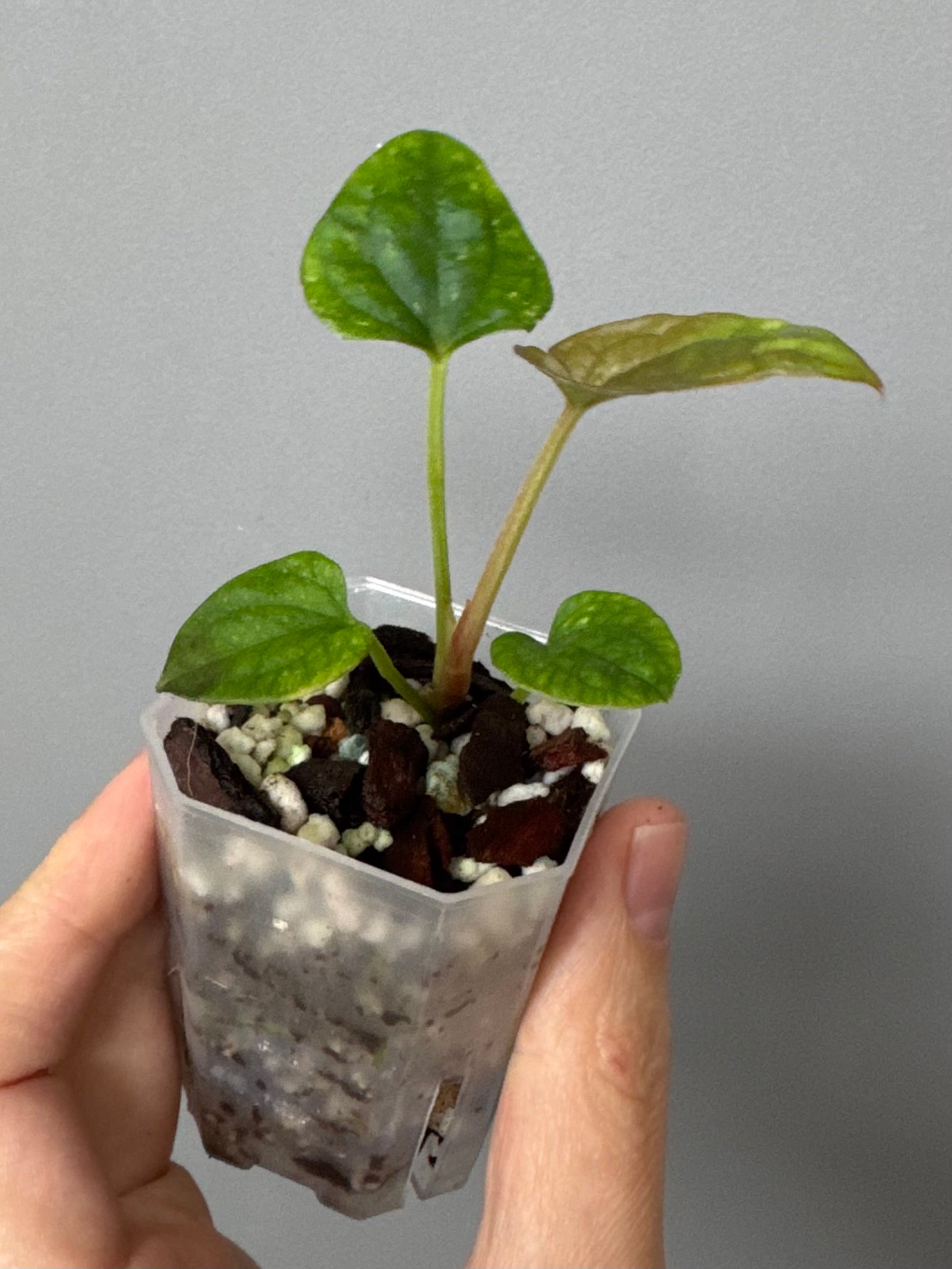 Anthurium Dressleri RG F2 x black (Grant)