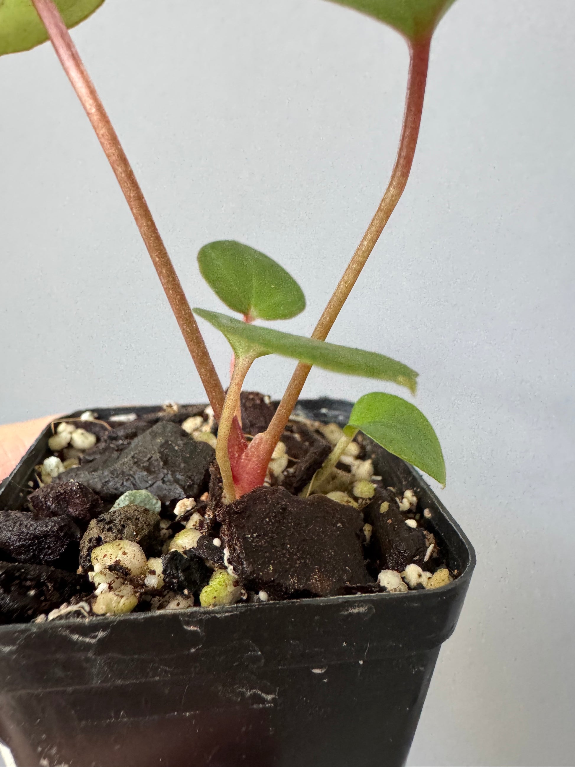 Anthurium CV Carmesim x ZxM