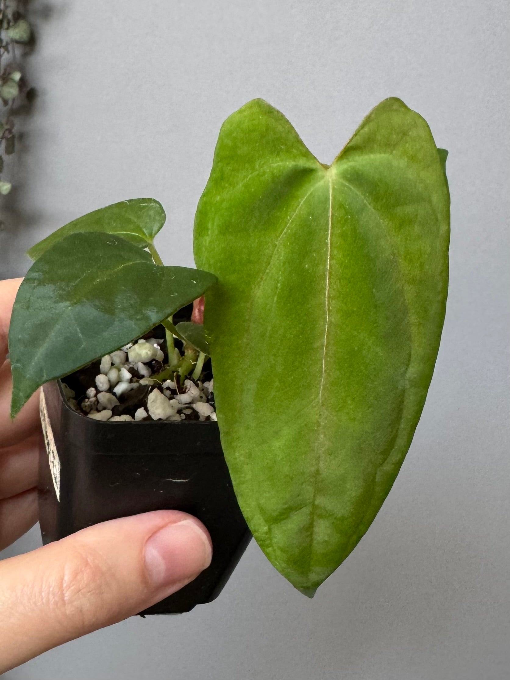 Anthurium (NoID x Papi Indo #2) x  (NoID x Papi Indo #1)