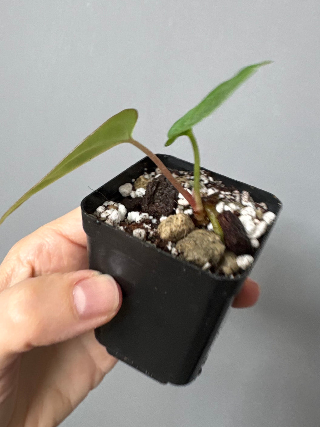 Anthurium carlablackiae RA13 x BVEP OG1 (#2) cutting