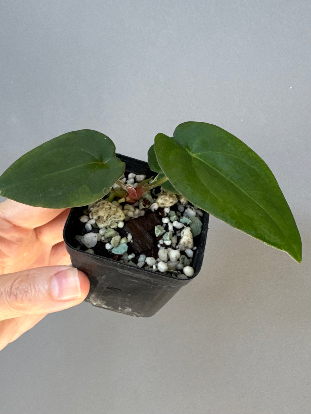 Anthurium (Crystallinum chocolate x BVEP) x BVEP OG1