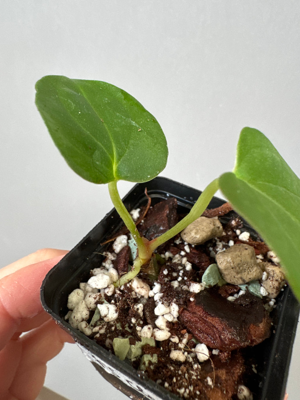 Anthurium papillilaminum ‚Fort Sherman‘ Klon (from abeliaplants)