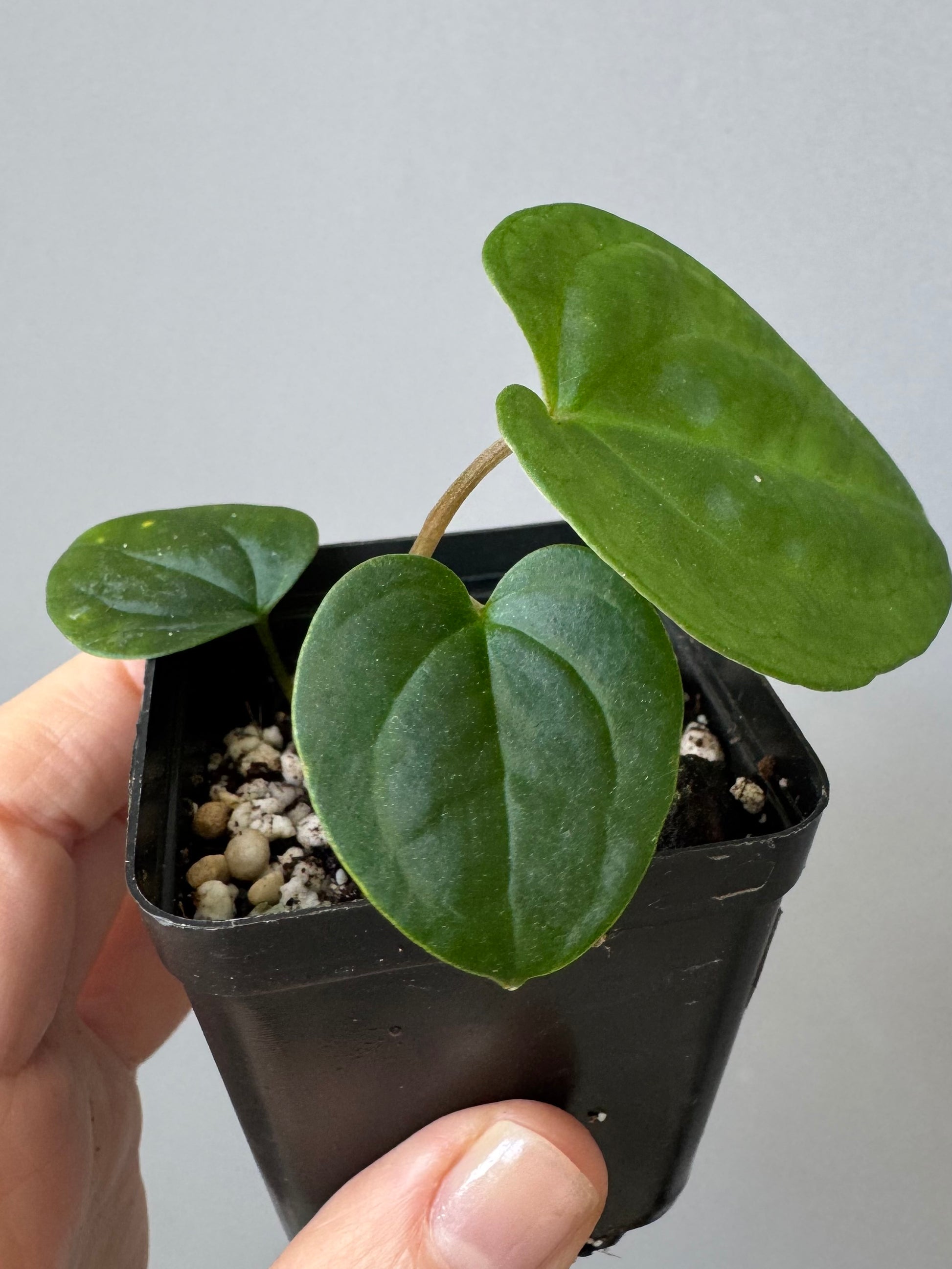 Anthurium Besseae aff. x RVDP