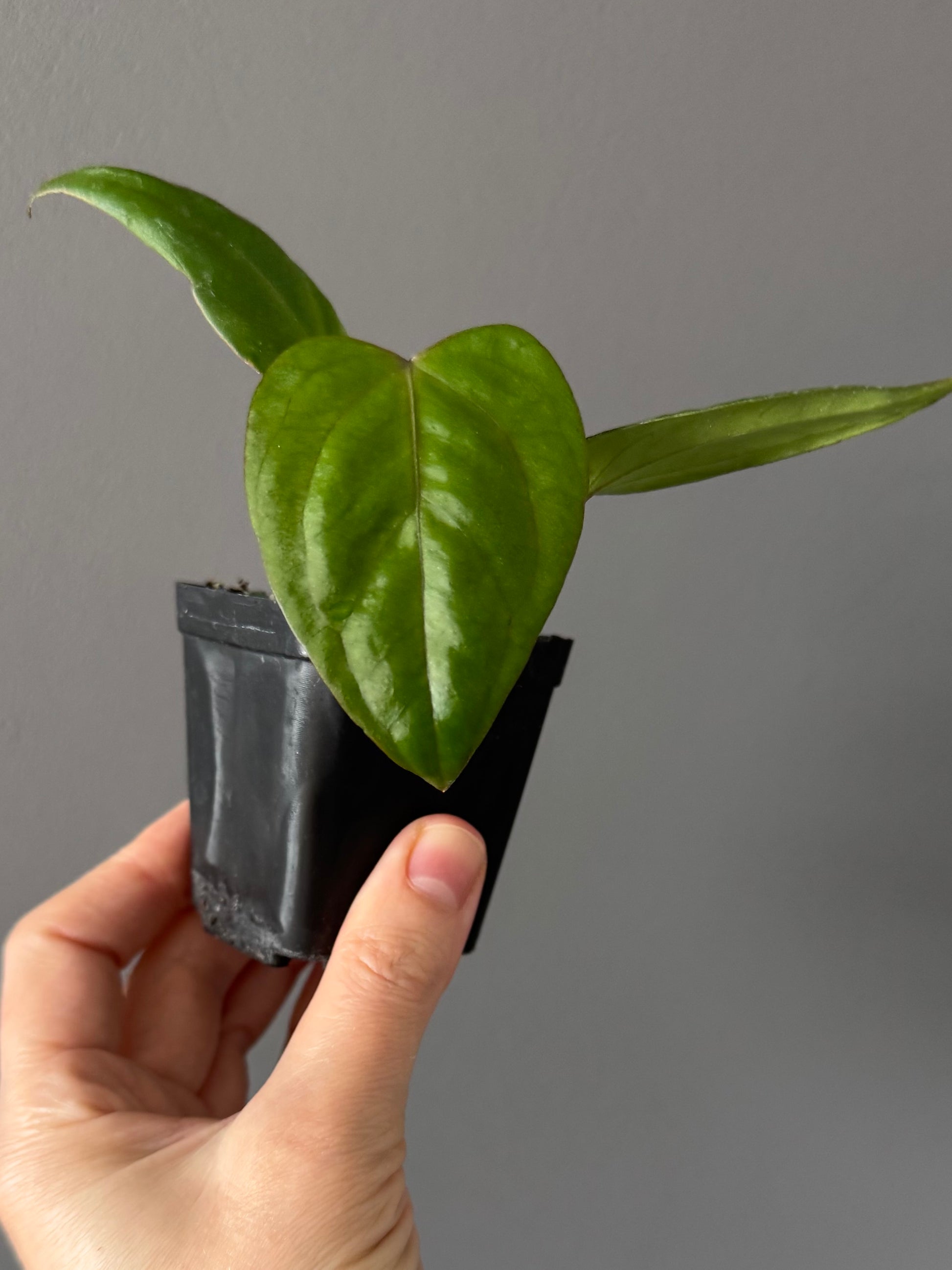 Anthurium Subsignatum x RVDP
