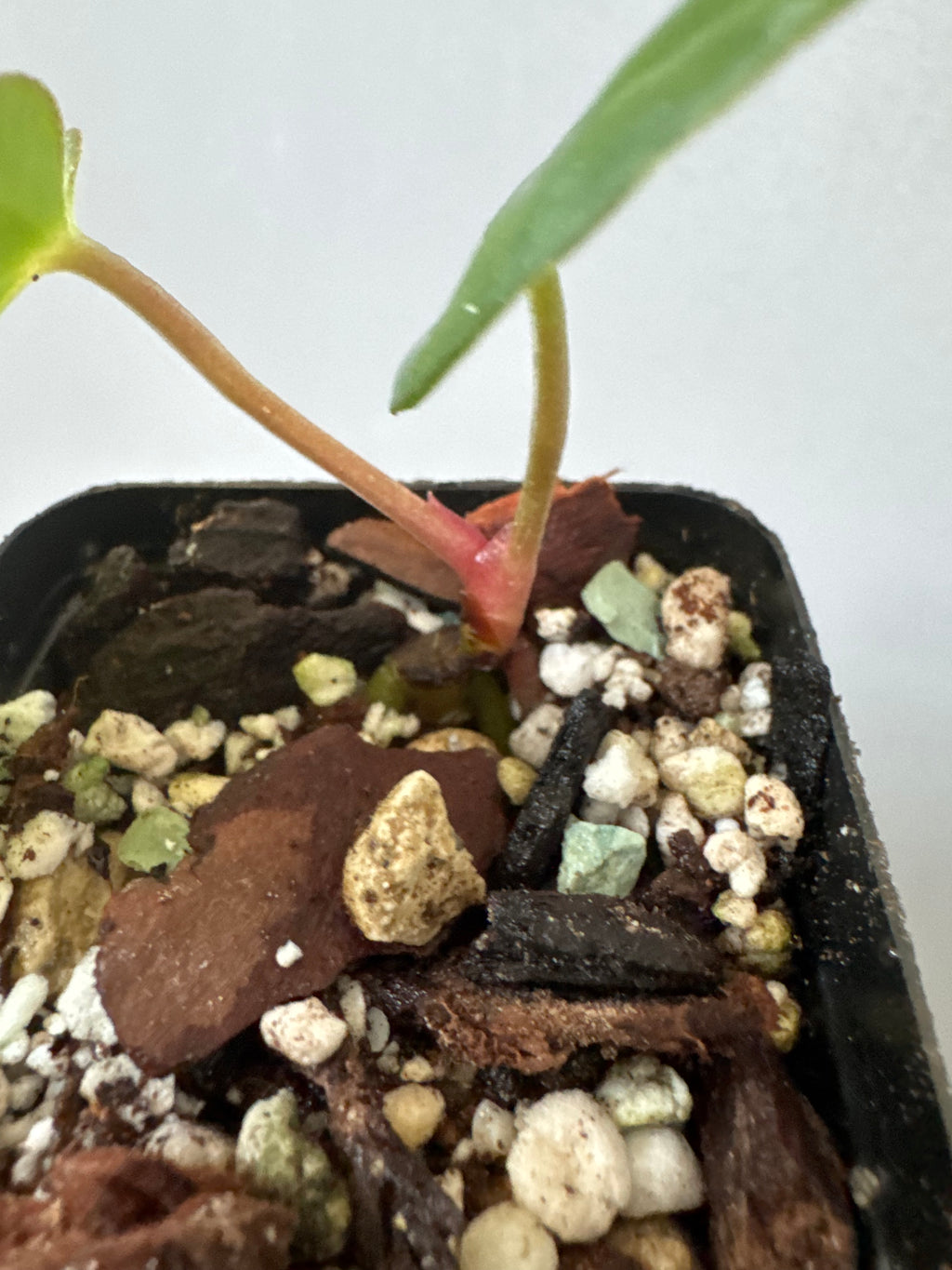 Anthurium carlablackiae RA13 x BVEP OG1 (#1) - cutting