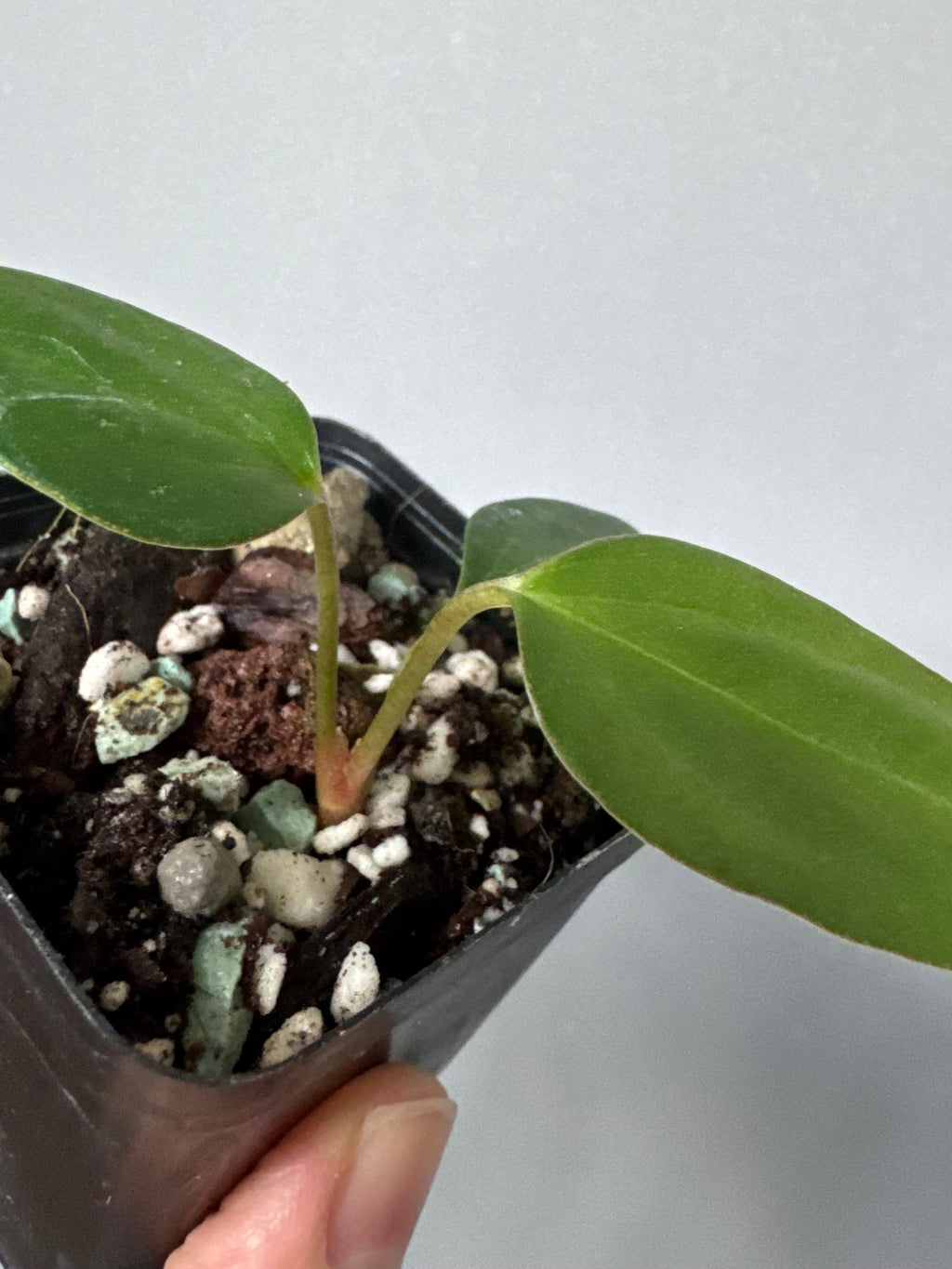 Anthurium Black War (Black Sweet x warocqueanum, von diamondplants_)