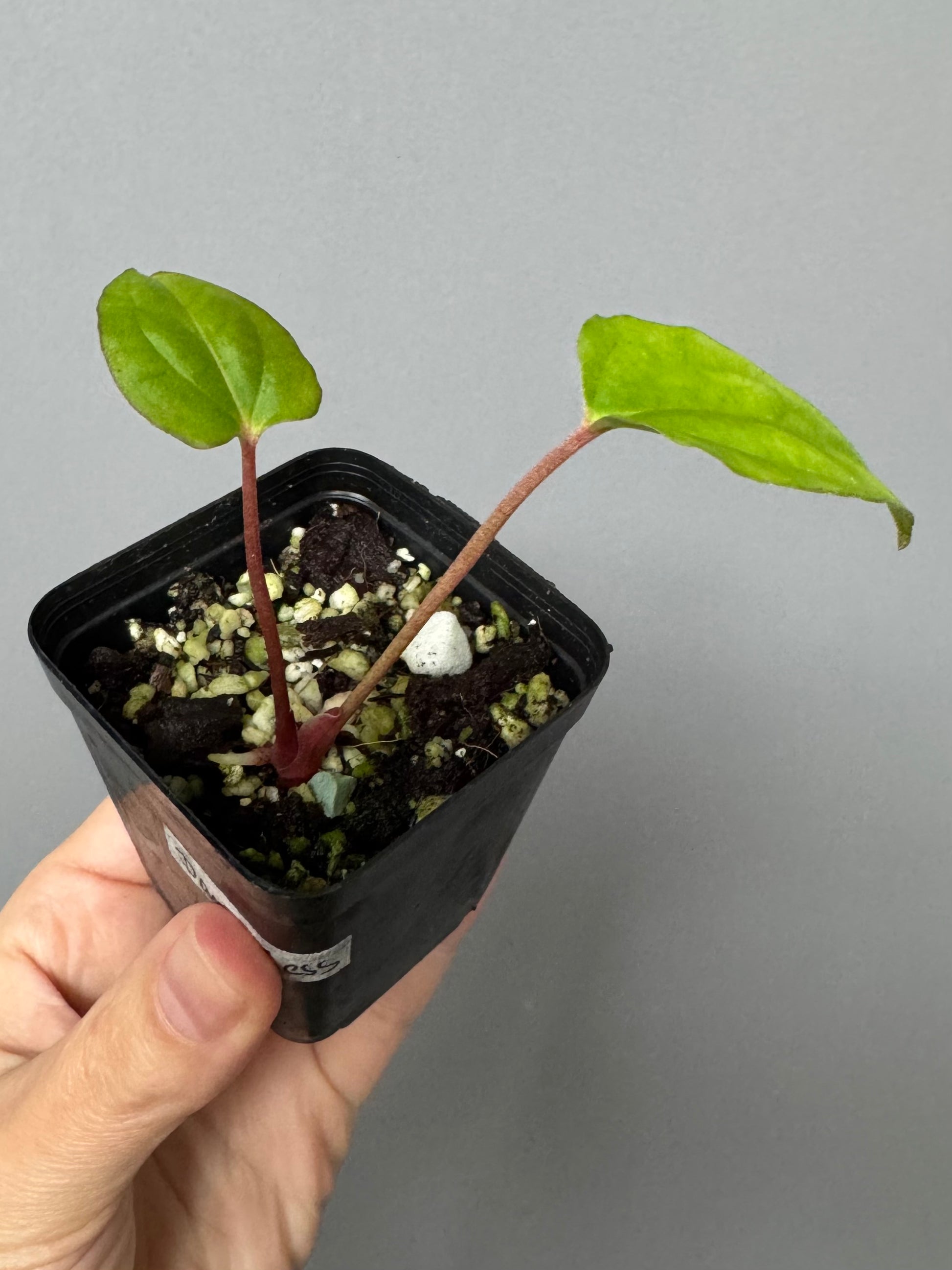 Anthurium papillilaminum,Daniel' x Besseae aff.